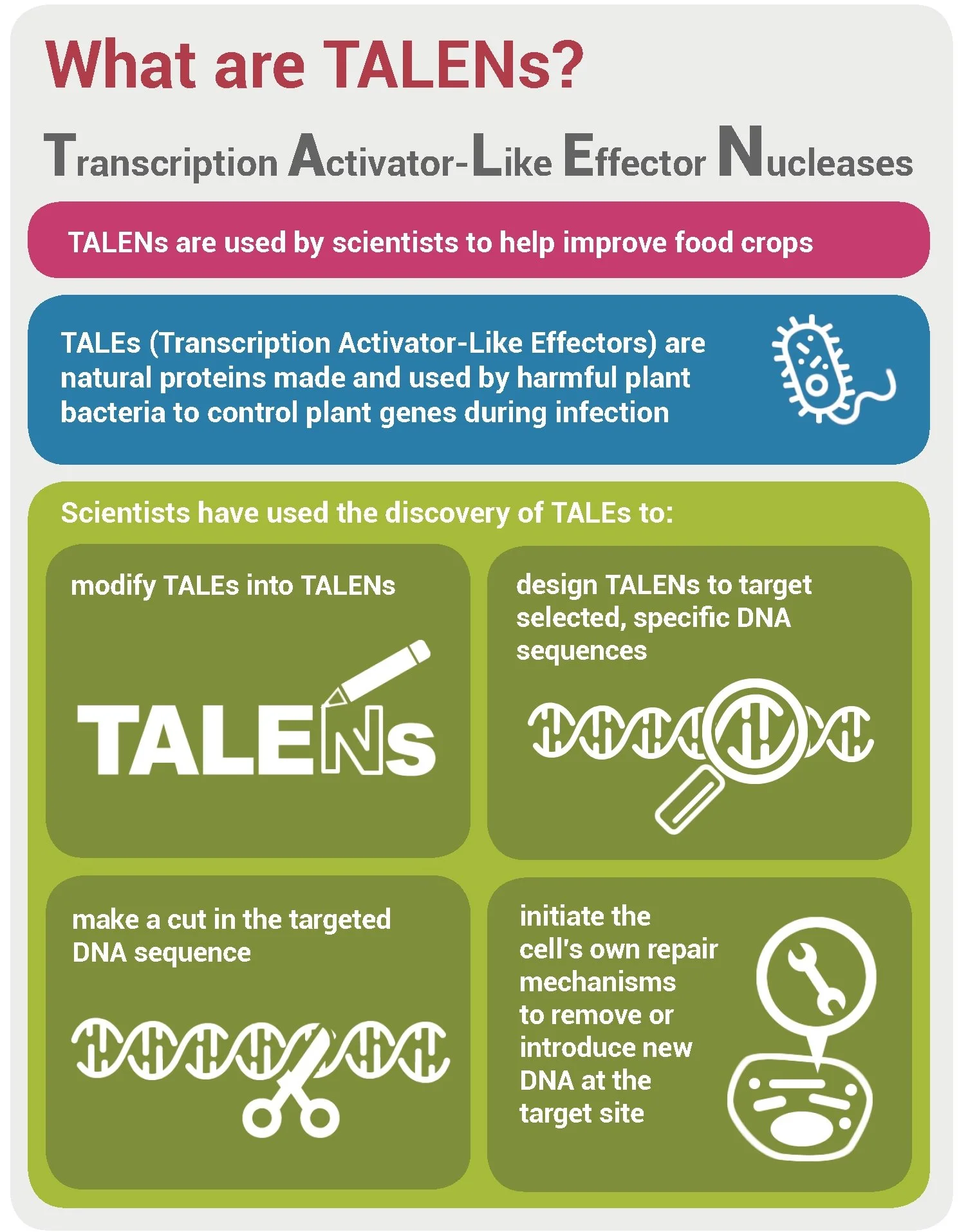 What are TALENs? 