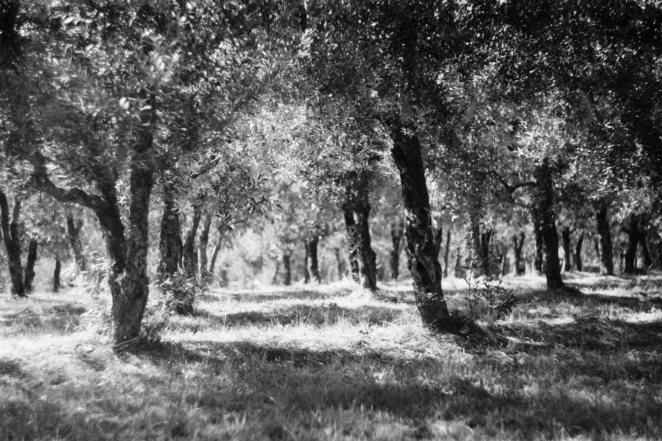 IMG_6665.jpeg