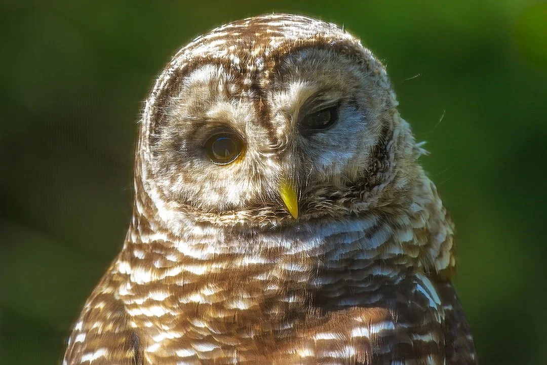 "Barred Owl #3" by Mike McQuade