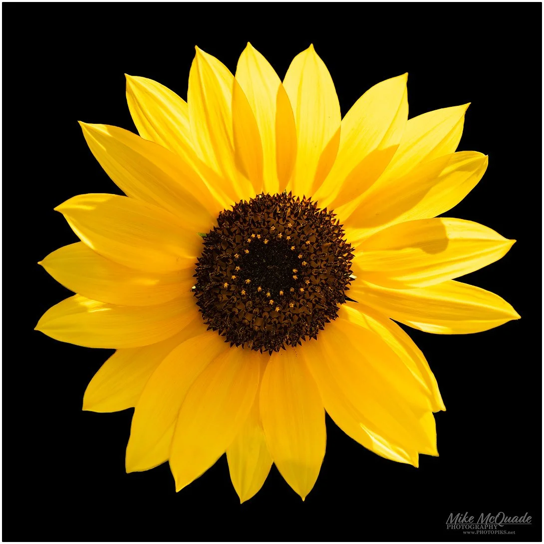 "Backlit Sunflower" by Mike McQuade