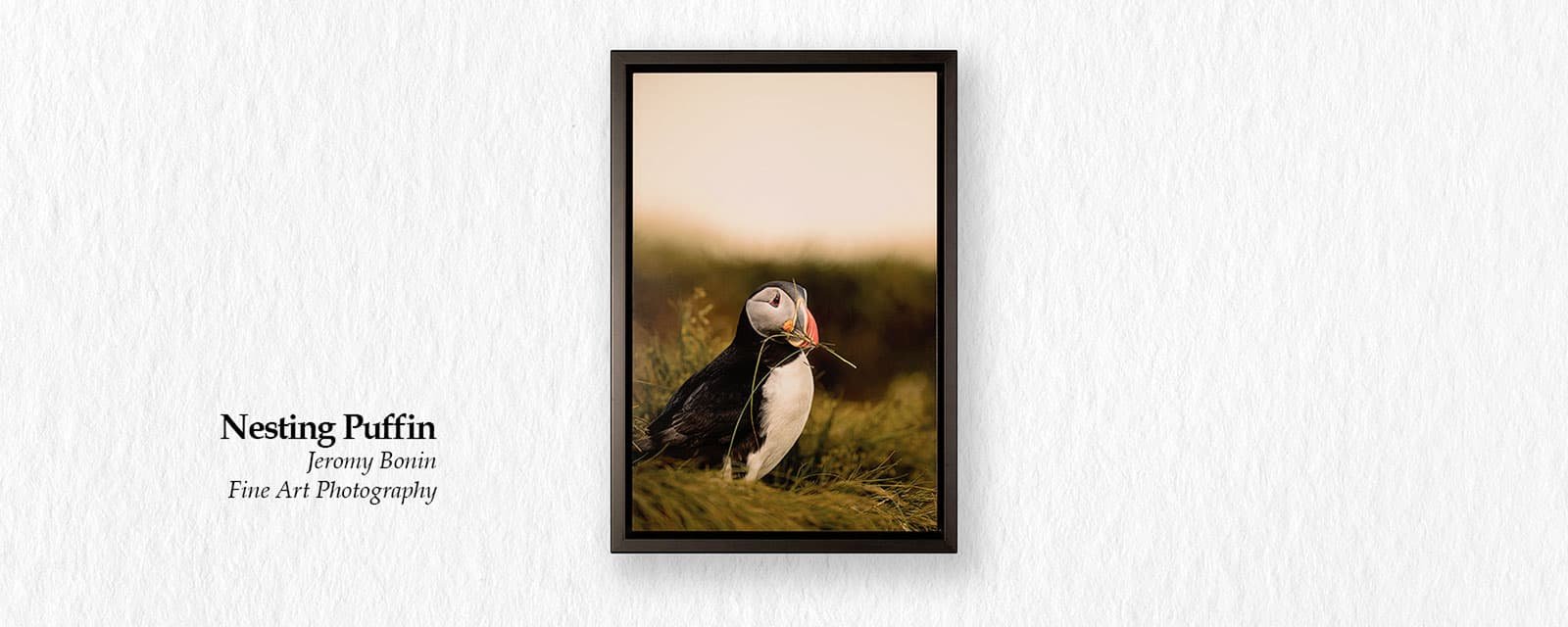 BONIN-ART-NESTING-PUFFIN.jpg