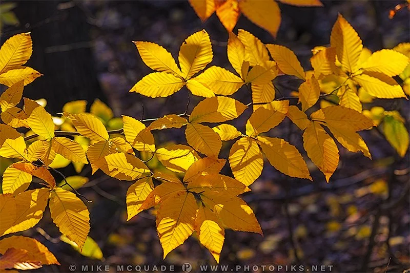 "Afternoon Color" by Mike McQuade