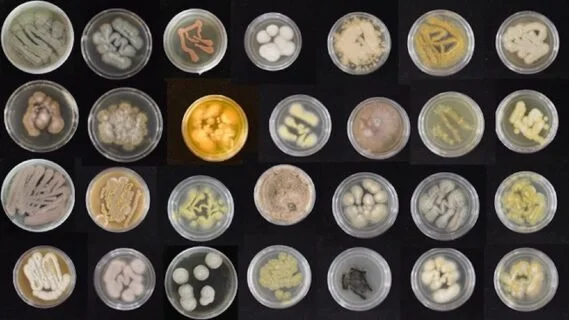 Plastic-eating fungi