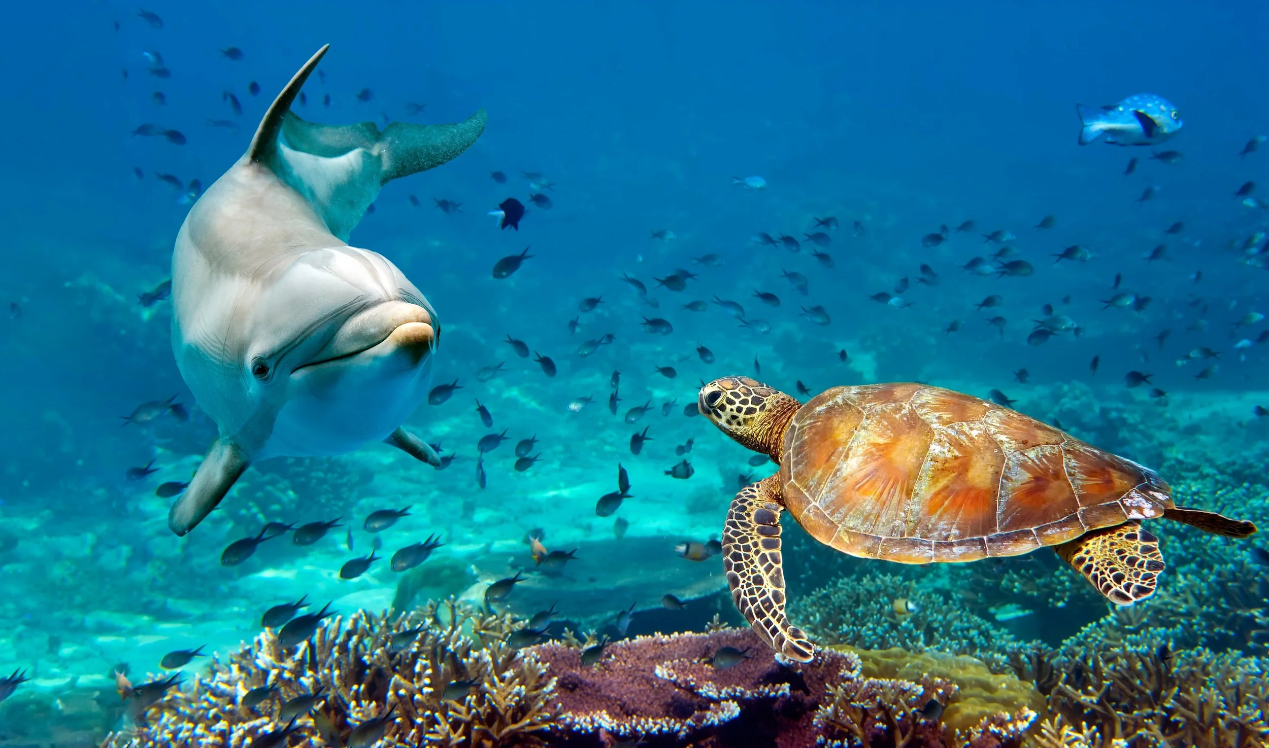 Dolphin and turtle with a reef full of fish.