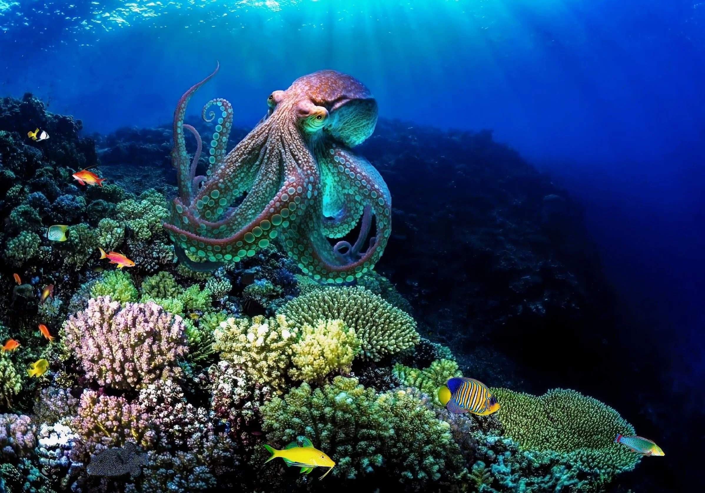 Octopus on a reef surrounded by corals and fish.