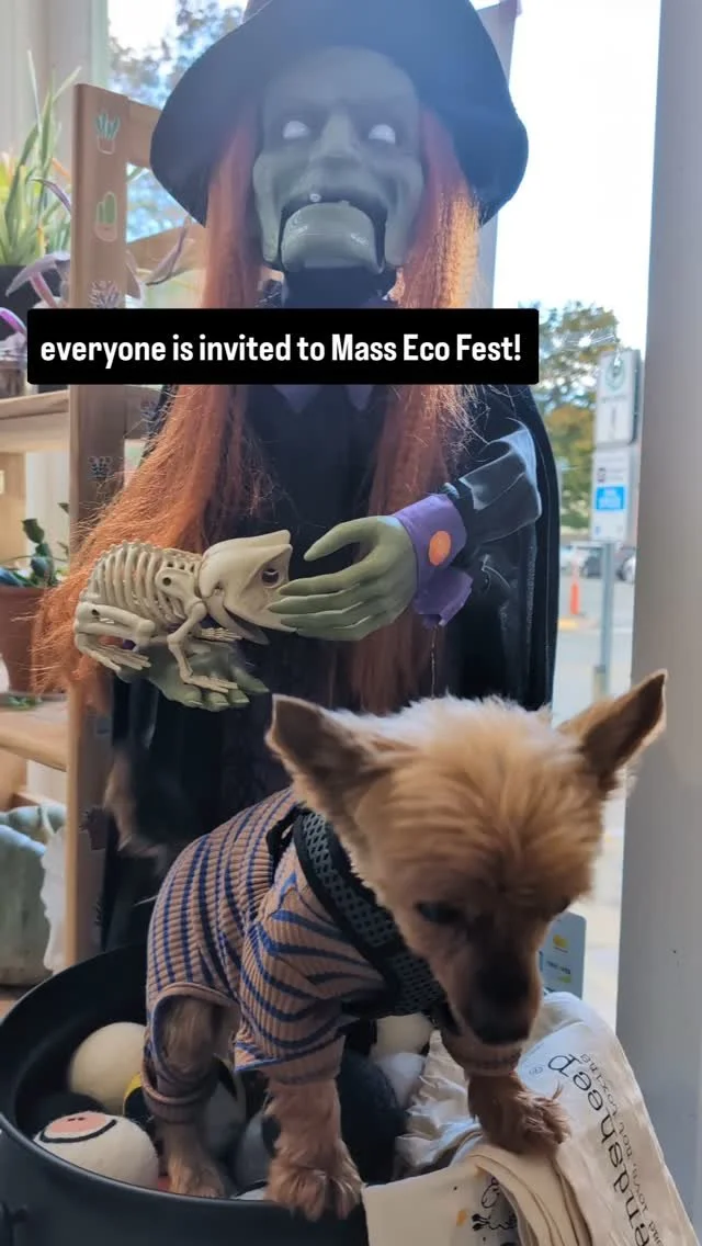 Cooper is here to invite everyone to @massecofest and also to shop at @unpackedliving
Listen to him, he's very wise and it's his 13 year old birthday today! 🎈 🍰
We hope to see you all September 28th at Todd Farm in Rowley from 10 am to 4 pm.
#d