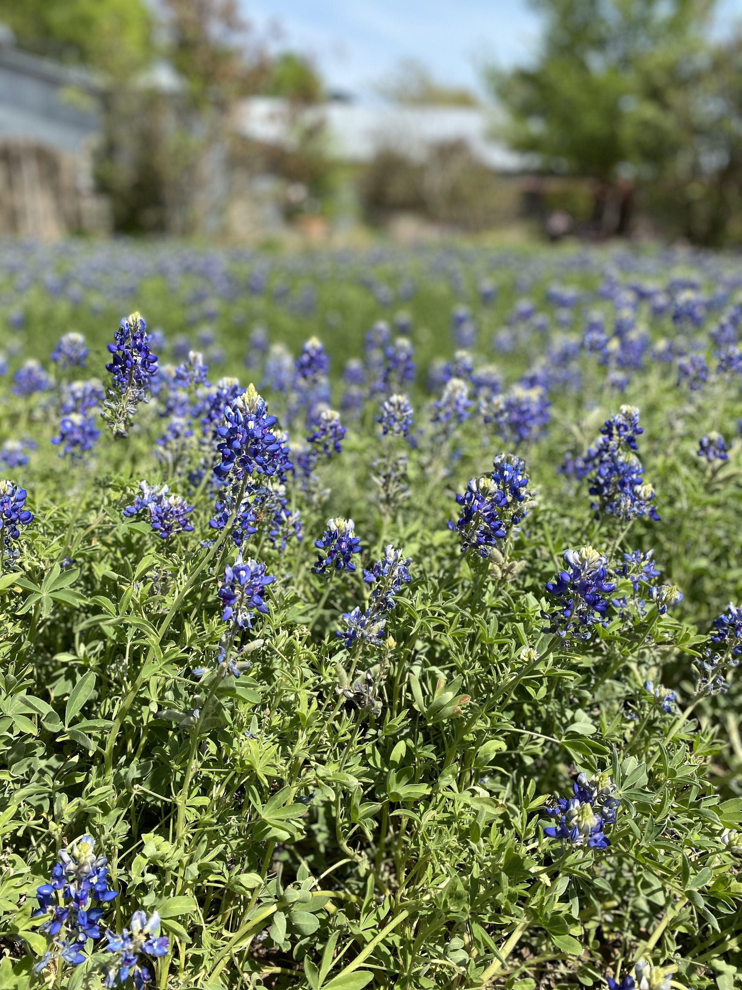 Online OCD therapists in Dripping Springs, Texas.