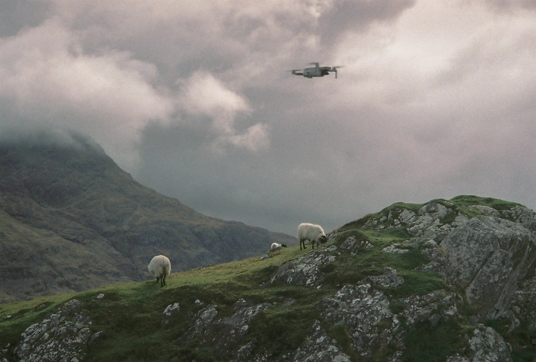 DAN CASEY - dove.jpg