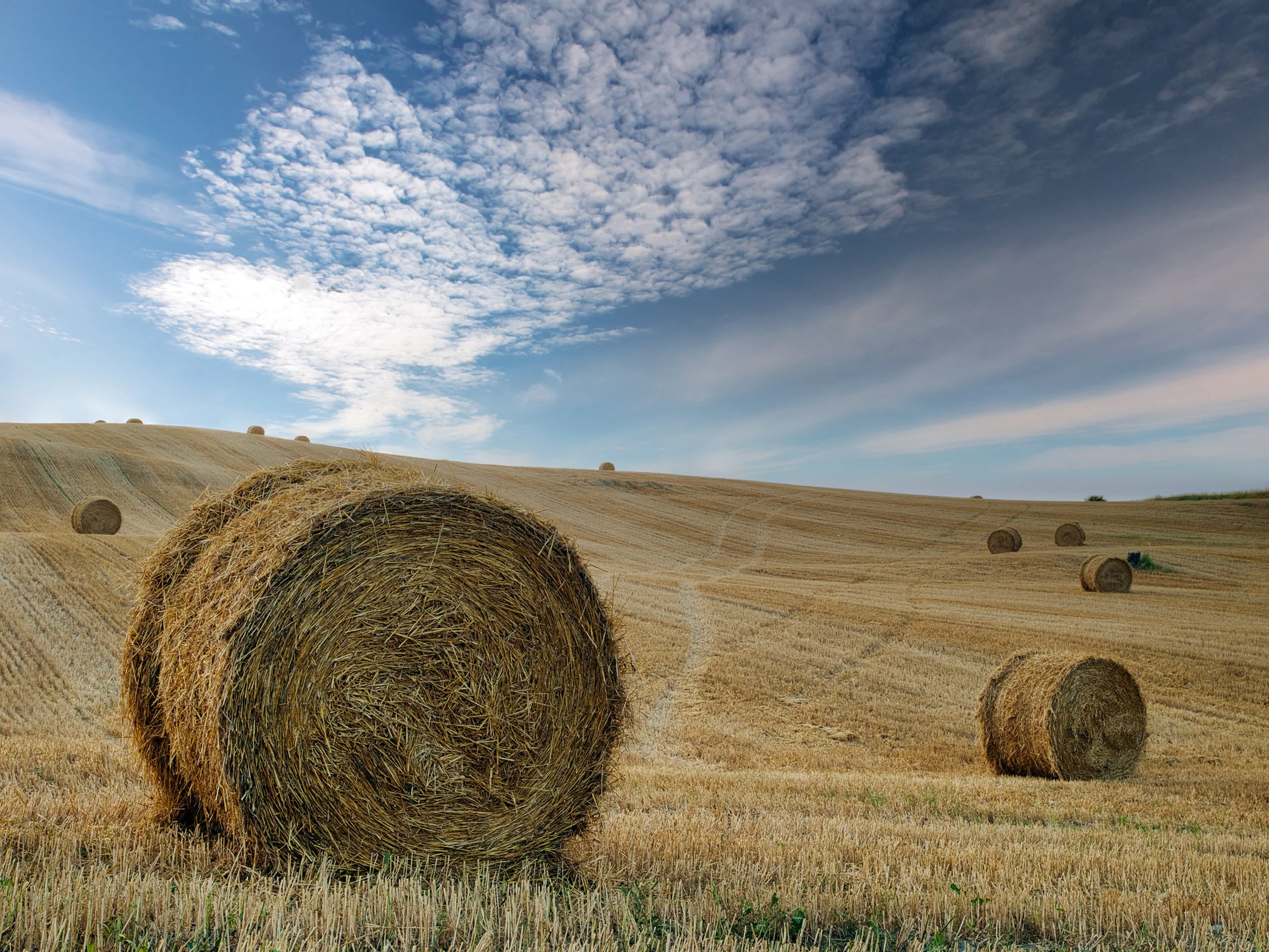 A vast wheat field with large round hay bales scattered across rolling hills under a partly cloudy sky.