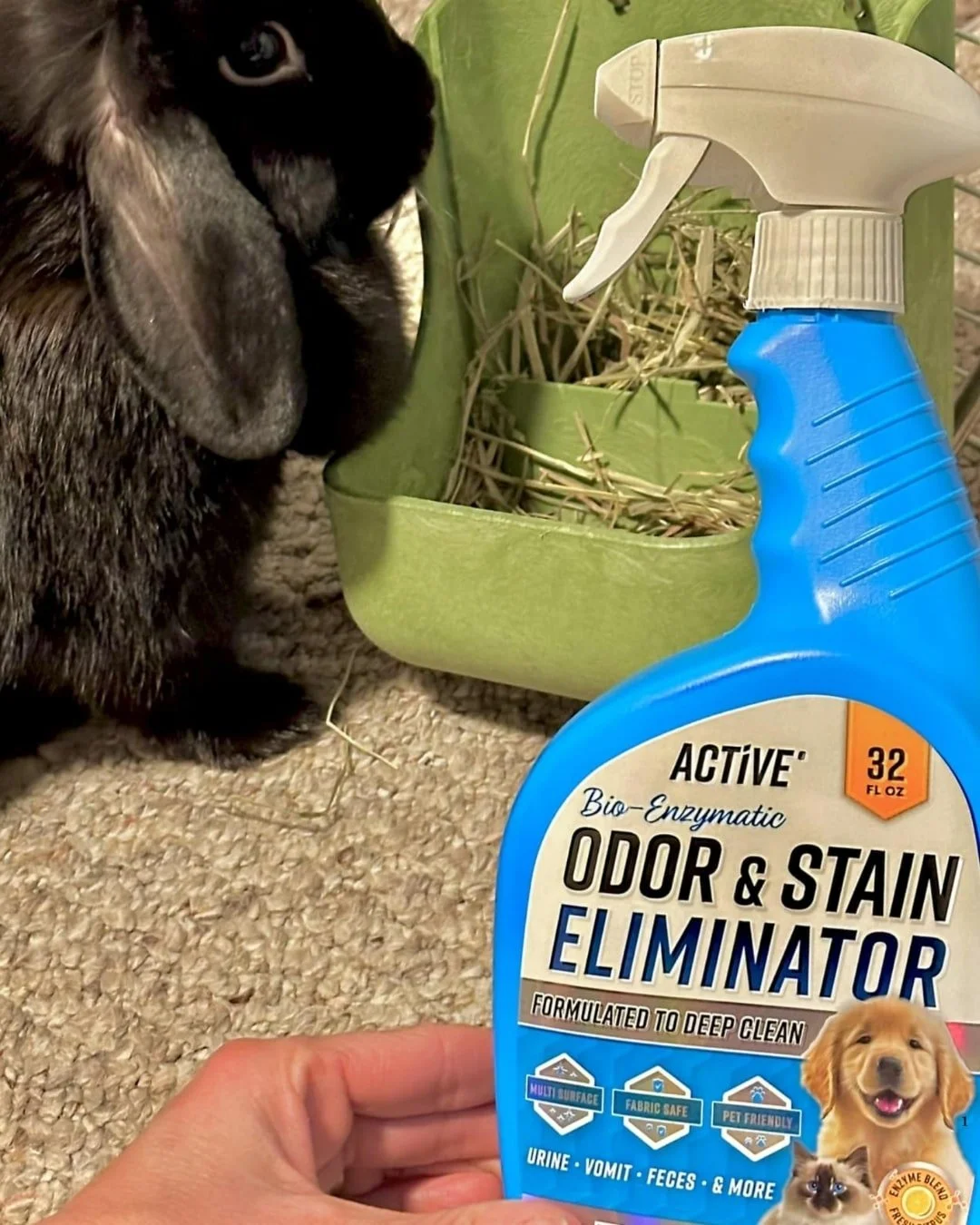 ACTIVE Bio-Enzymatic Odor & Stain Eliminator spray bottle held in the foreground, with a black rabbit and hay feeder on a light carpeted background.