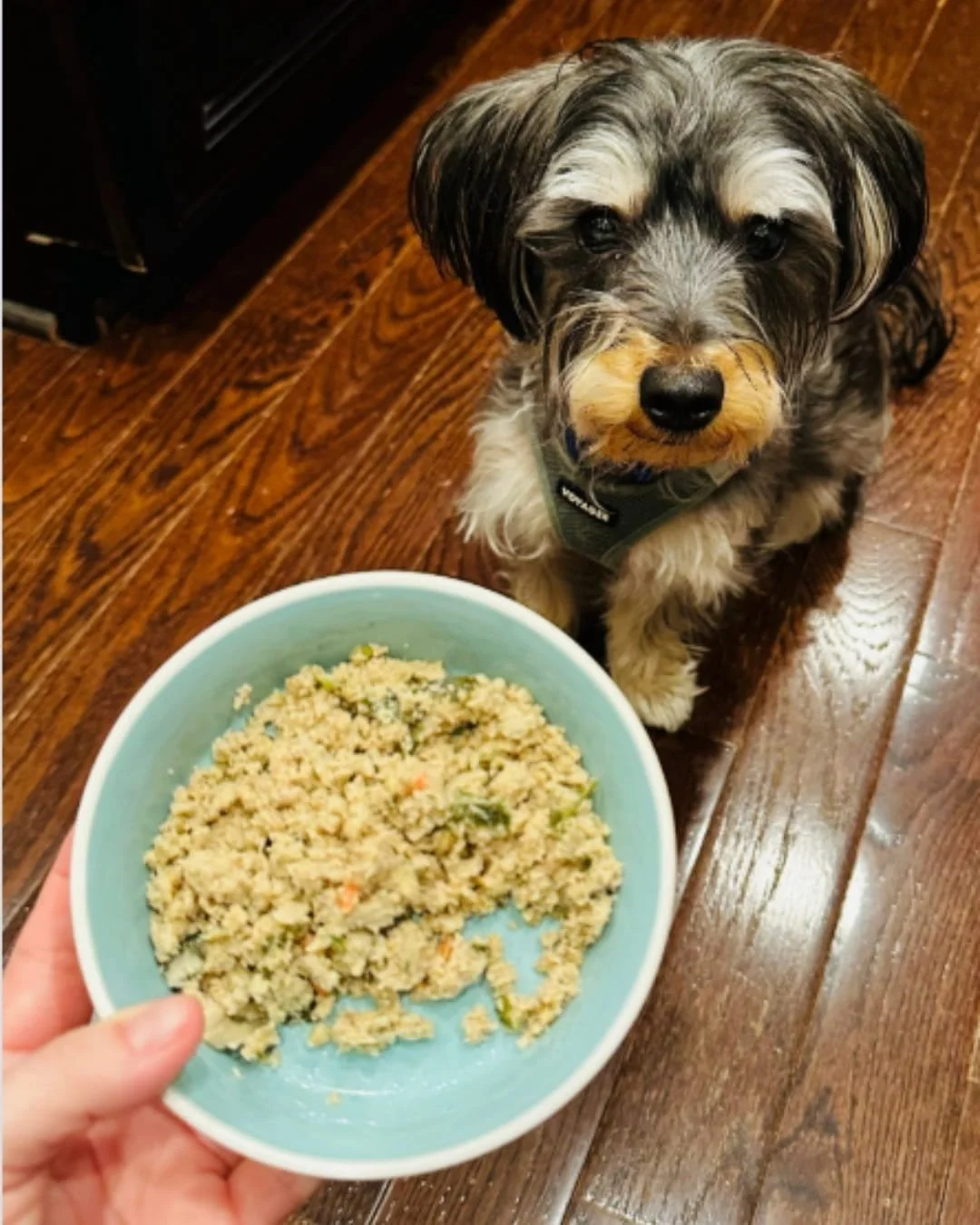 Small dog wearing a gray harness looking at a blue bowl of fresh dog food held over a dark wood floor.