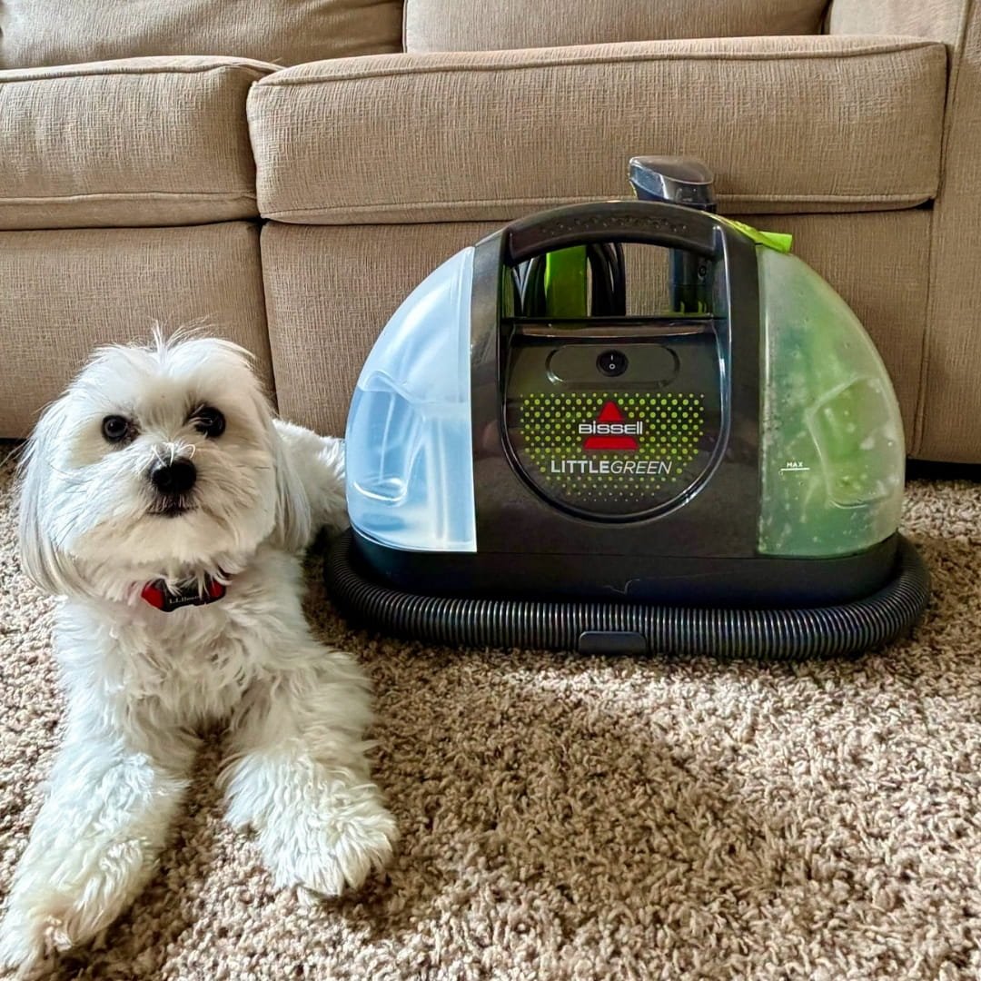 BISSELL Little Green portable carpet cleaner on a rug next to a small white dog in a living room