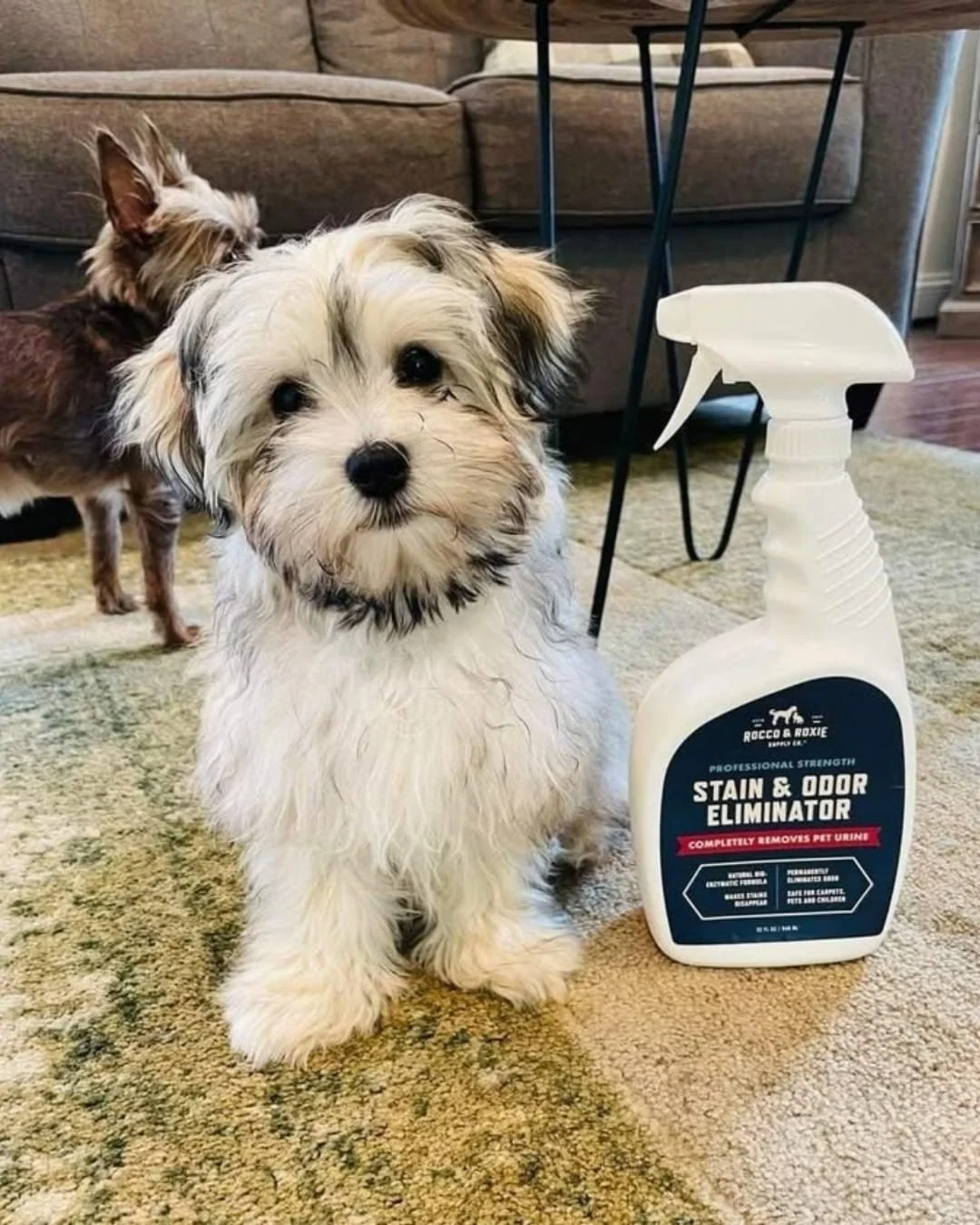 Rocco & Roxie Stain & Odor Eliminator spray bottle next to a fluffy puppy on a rug