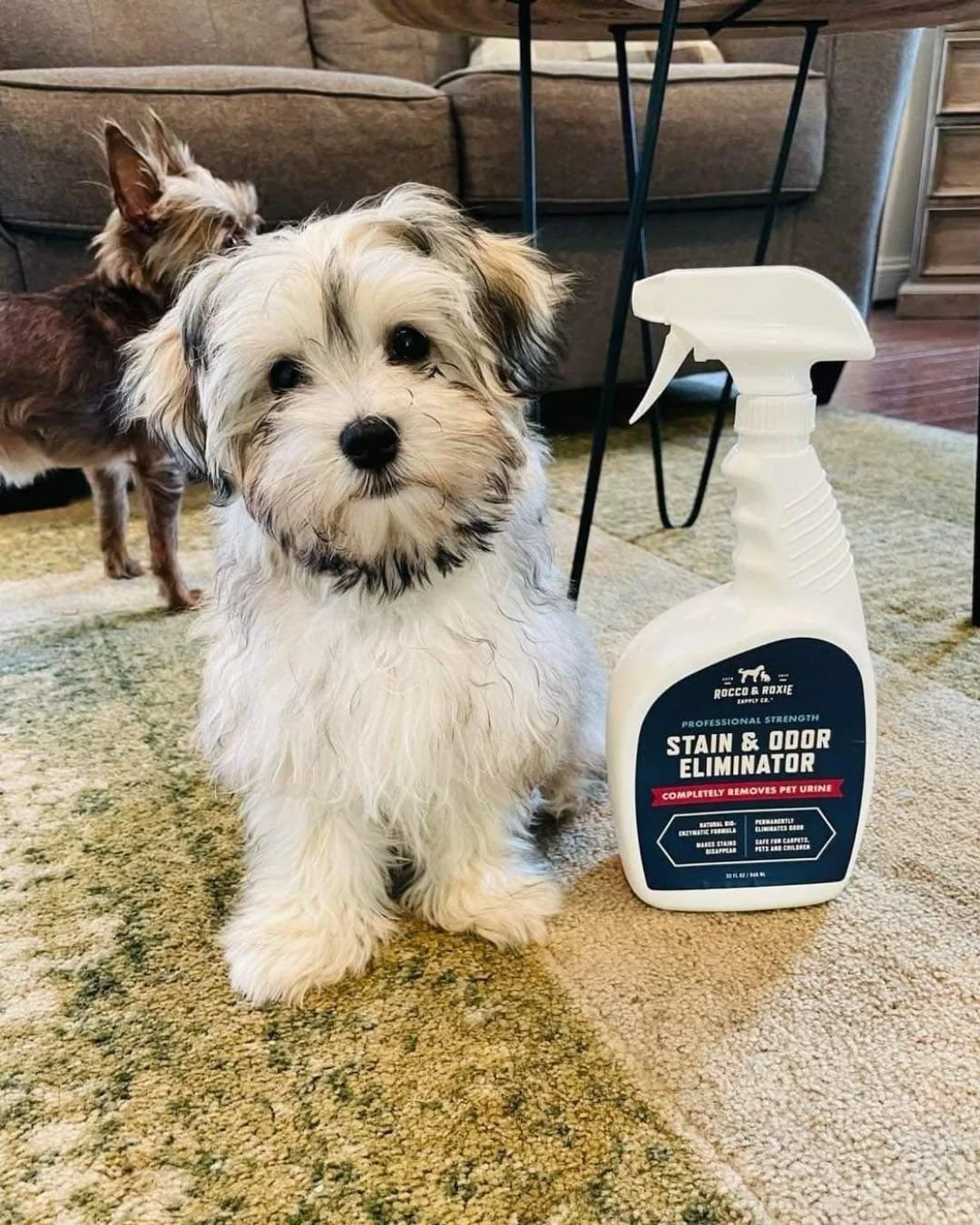 Small fluffy white and black dog sitting next to a Rocco & Roxie Stain & Odor Eliminator spray bottle on a patterned carpet in a cozy living room setting