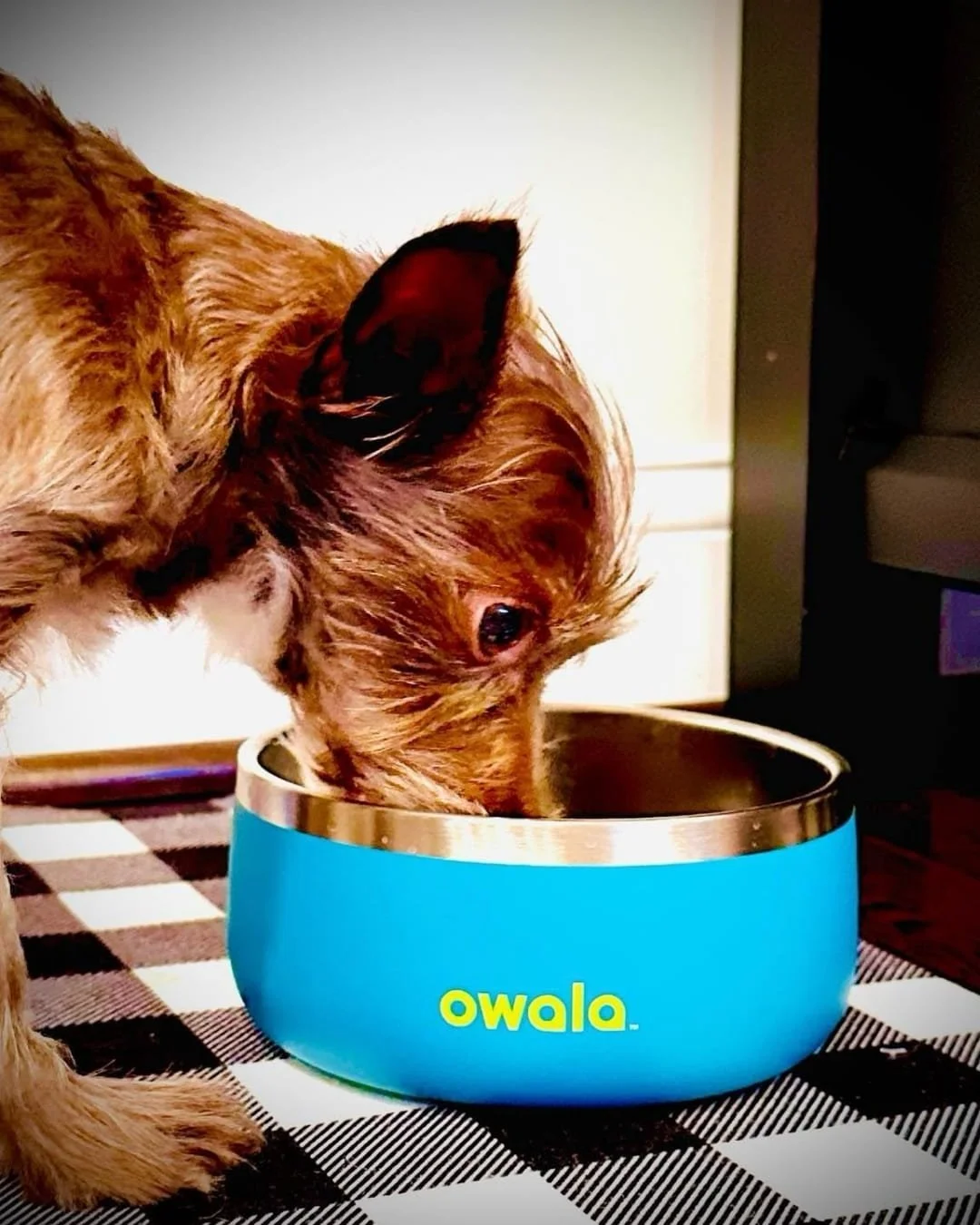 Small brown wire-haired dog drinking from a bright blue Owala pet bowl with a stainless steel rim, placed on a black and white checkered mat in a warmly lit indoor setting.