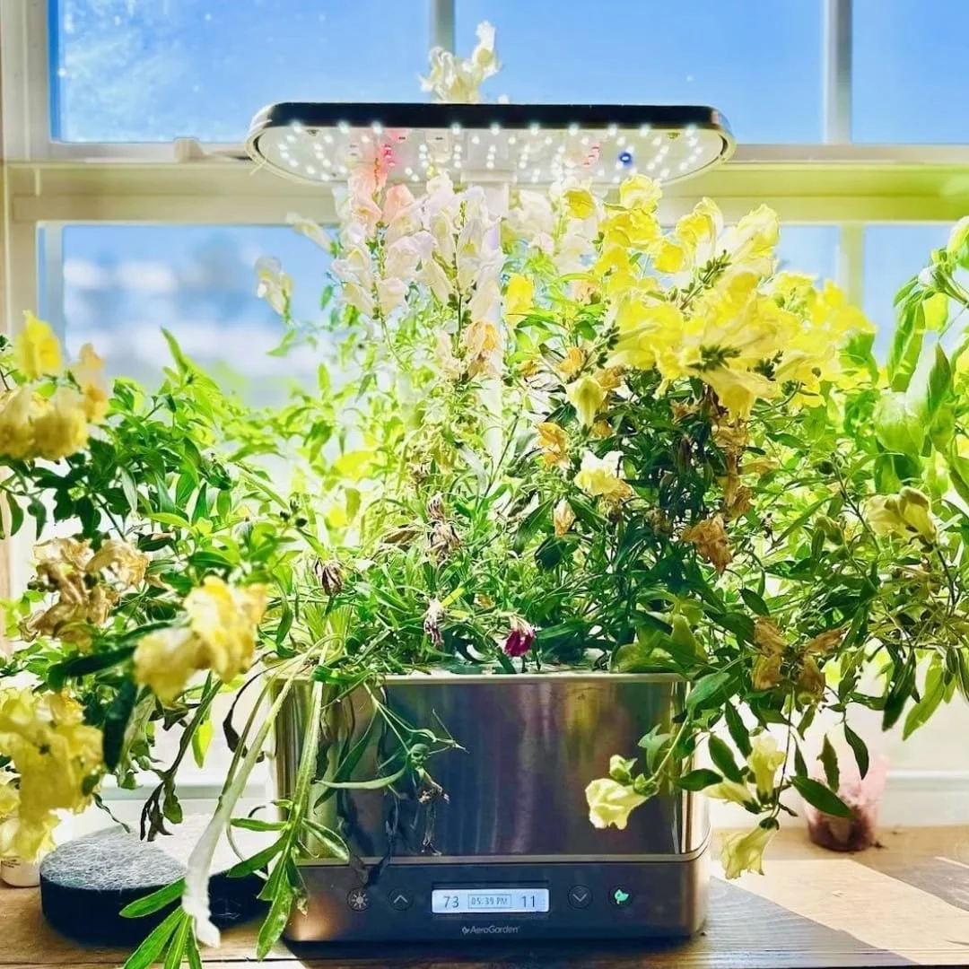AeroGarden hydroponic system with a digital display and LED grow light, filled with tall blooming flowers and green foliage near a bright window