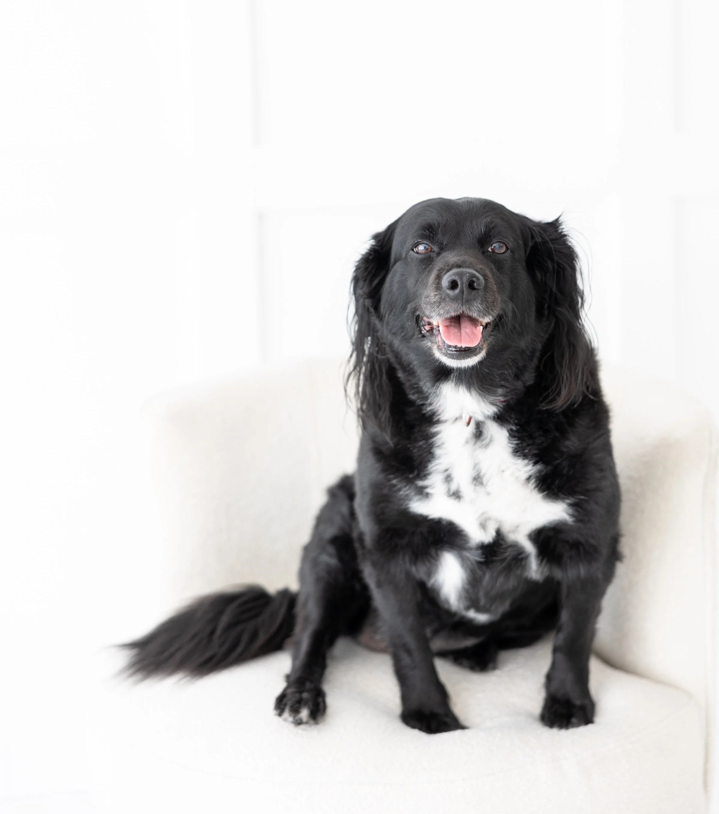 Luna the Therapy Dog