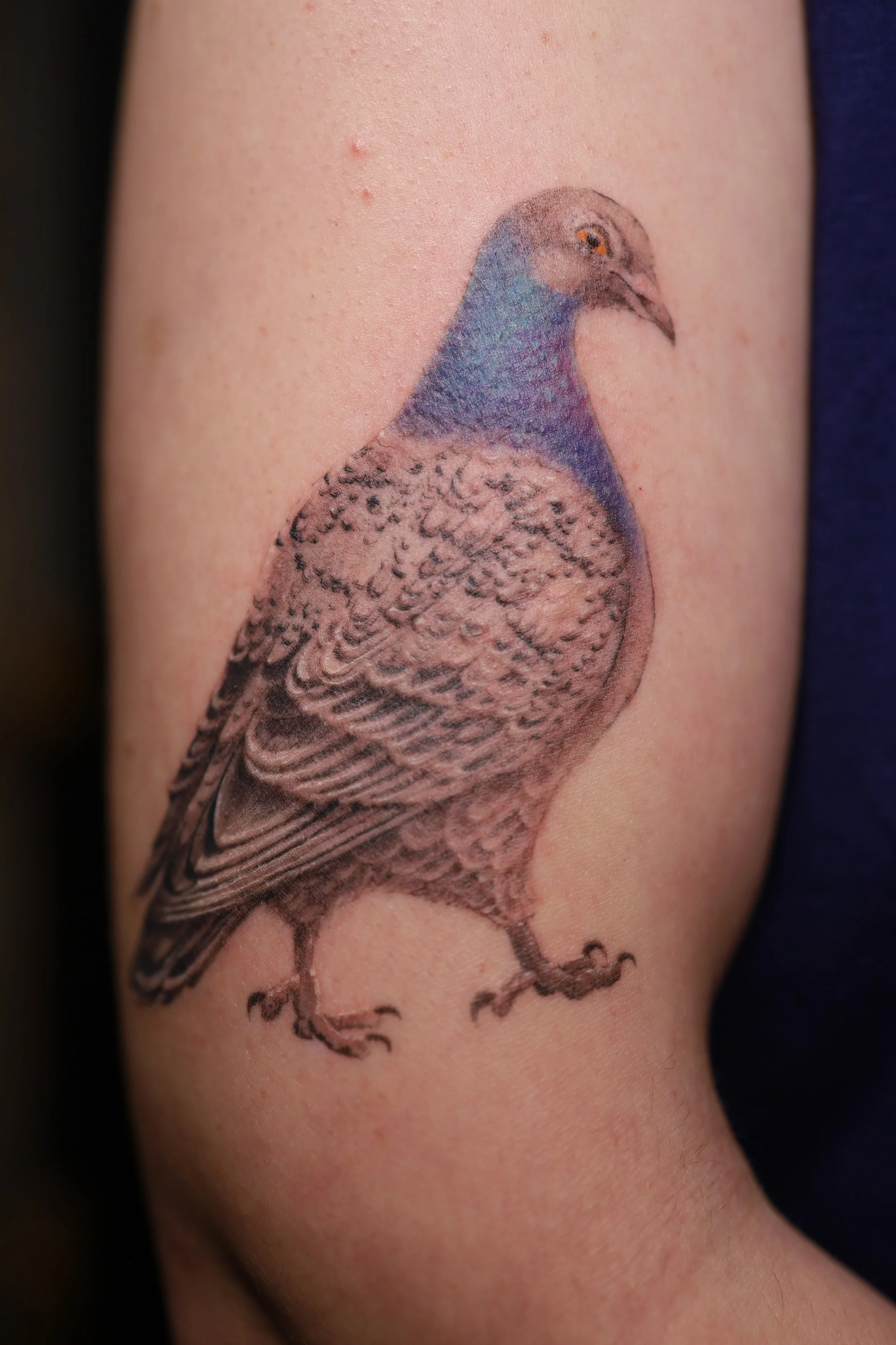 Colorful tattoo of a bird on person's upper arm.