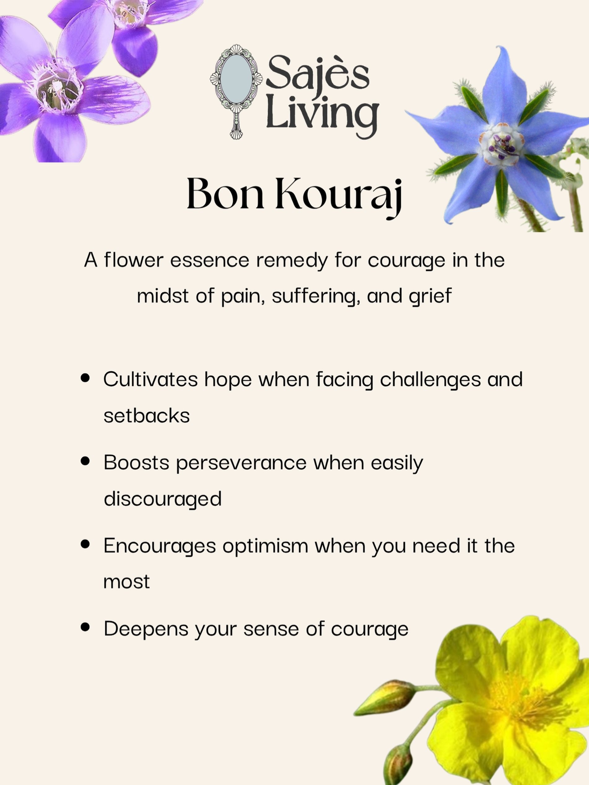 Today&rsquo;s spotlight from the Saj&egrave;s Living Flower Essence Collection is Bon Kouraj ✊🏽🦁⚡️Bon Kouraj was a bestseller at the Depoze pou Kouzen last Sunday!

Bon Kouraj is a flower essence remedy for courage in the midst of pain, suffering, 