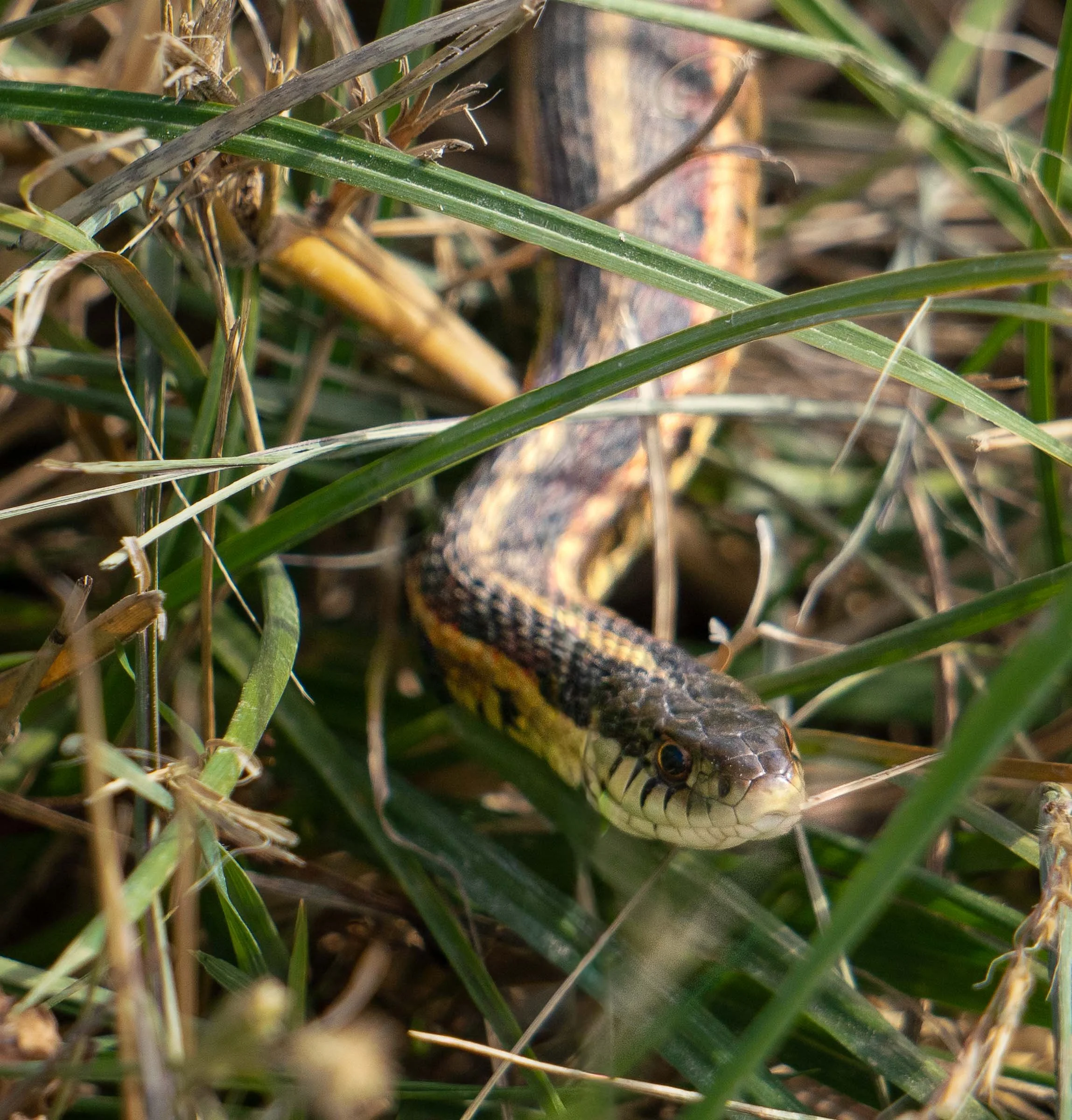 Garter Snake Web Version.jpg