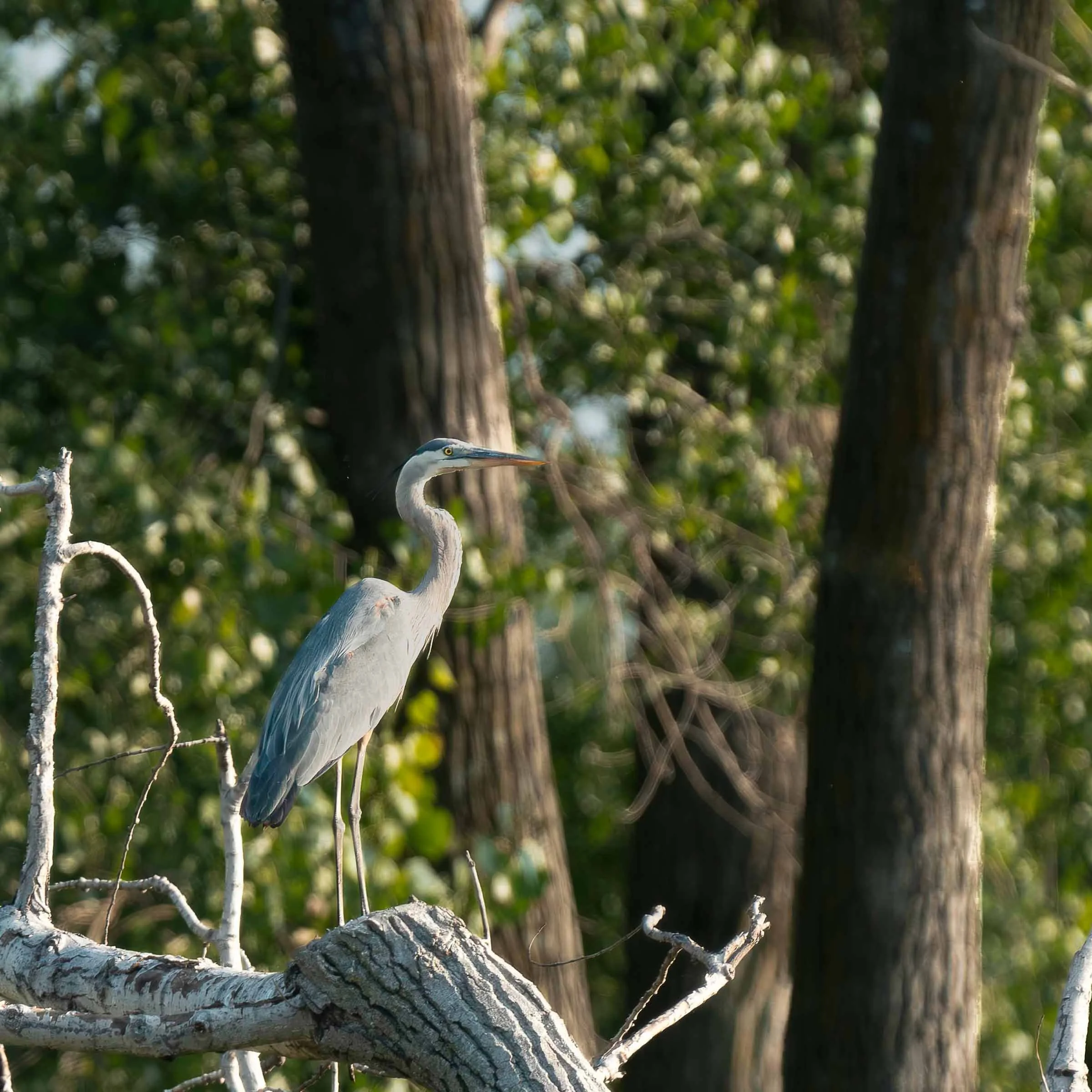 Great Blue Heron
