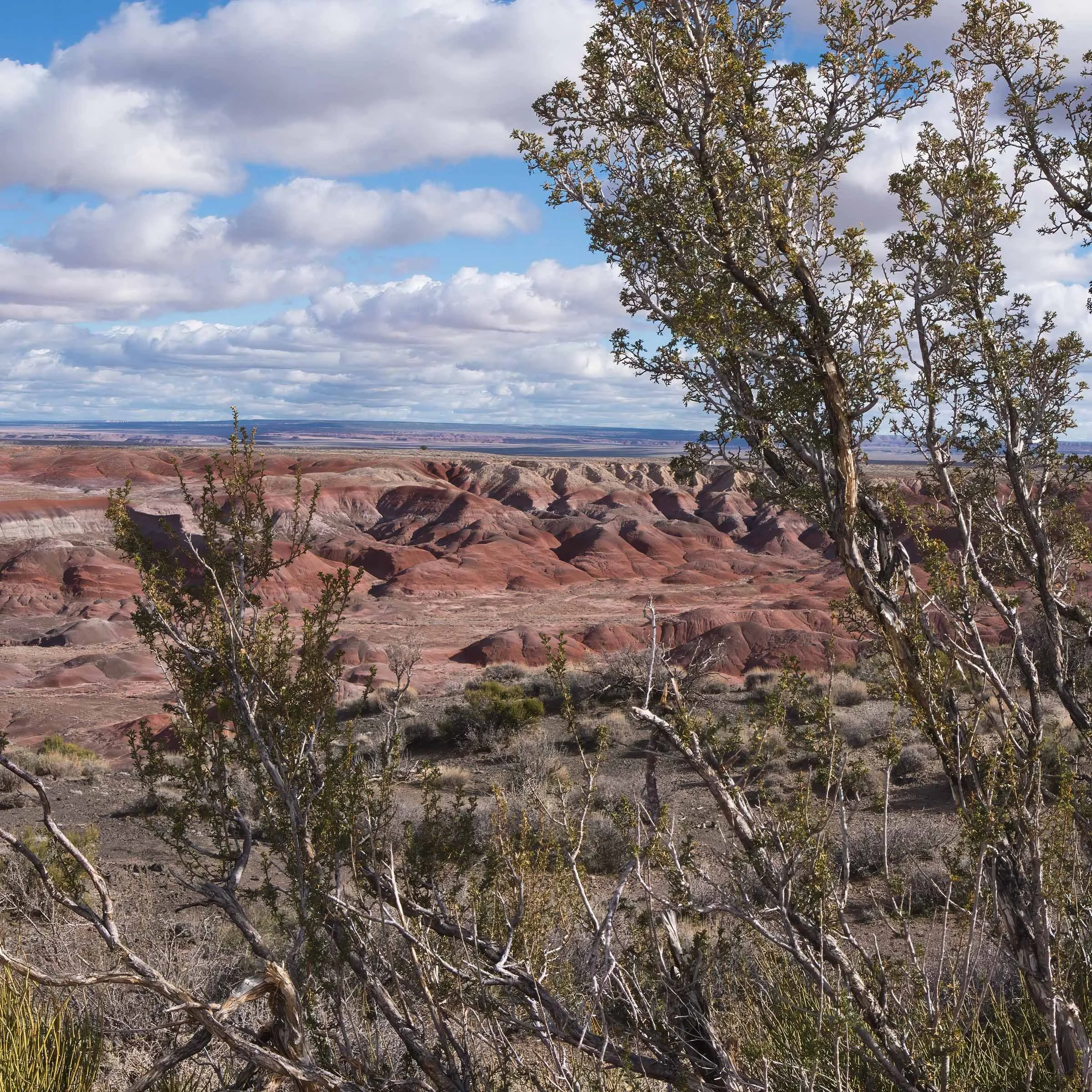 Painted Desert Smaller Through Trees.jpg