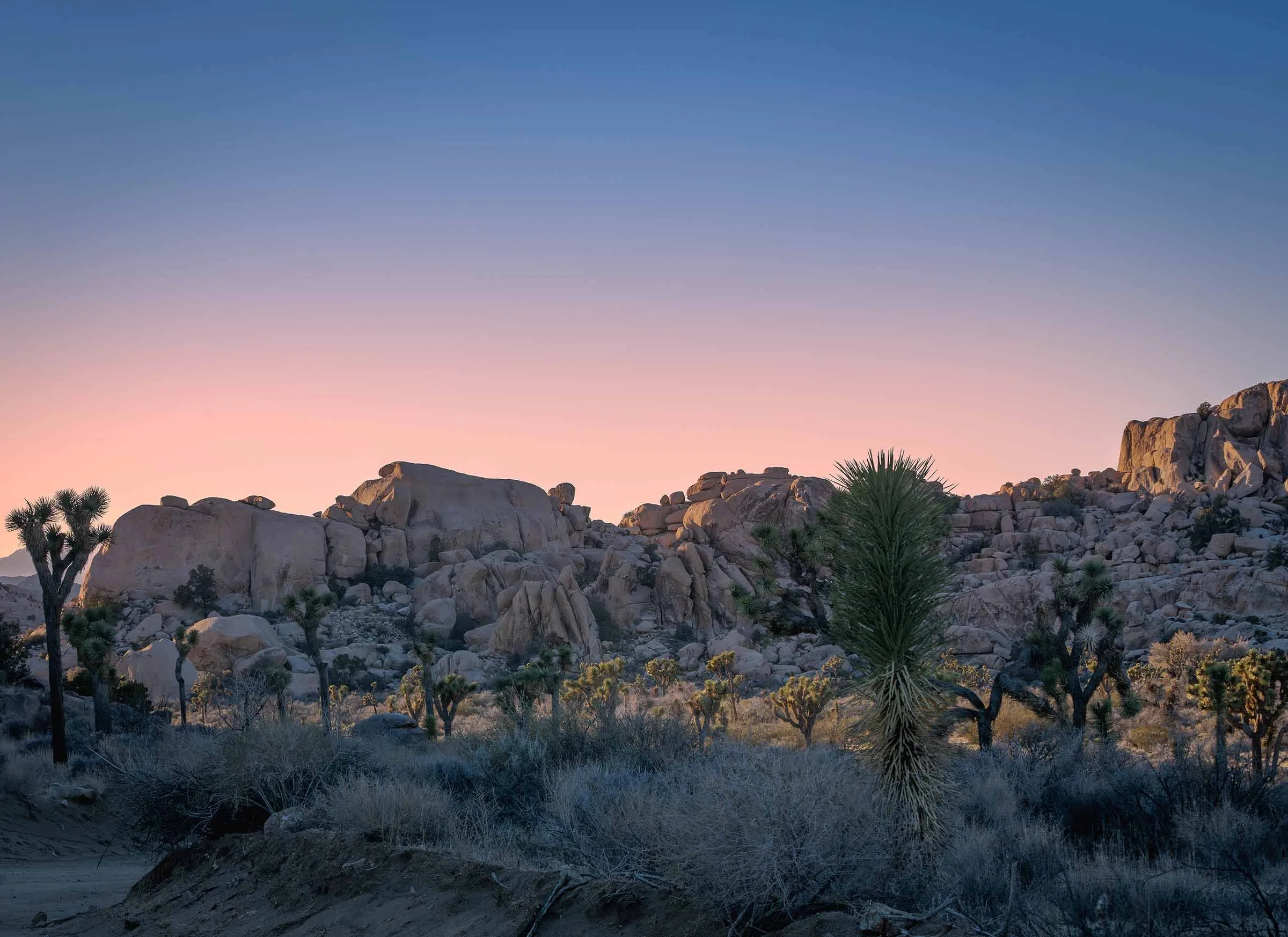 Painted Skies and Twisted Pines: Sunset in Joshua Tree