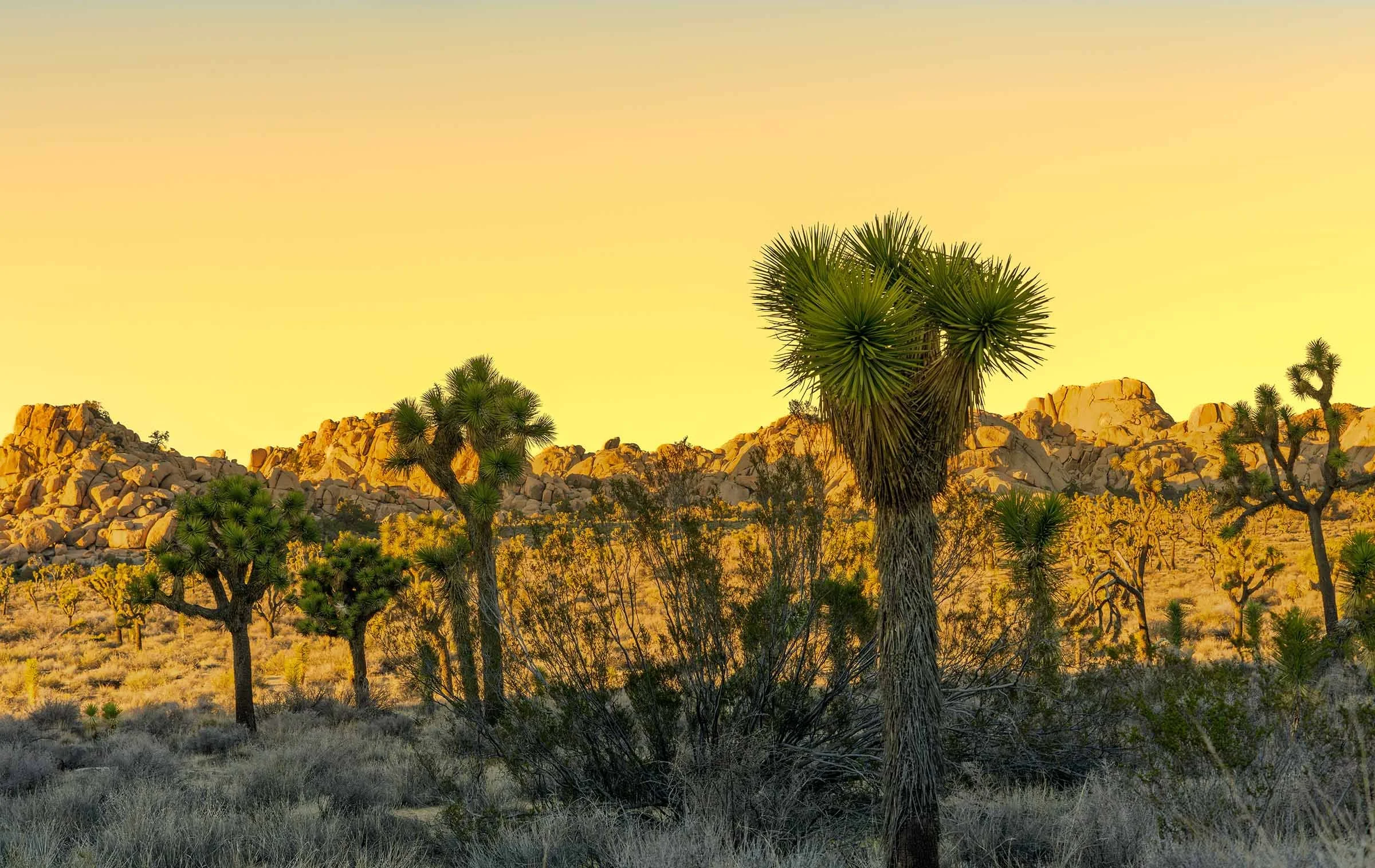 Evening In Joshua Tree NP-3 Smaller.jpg