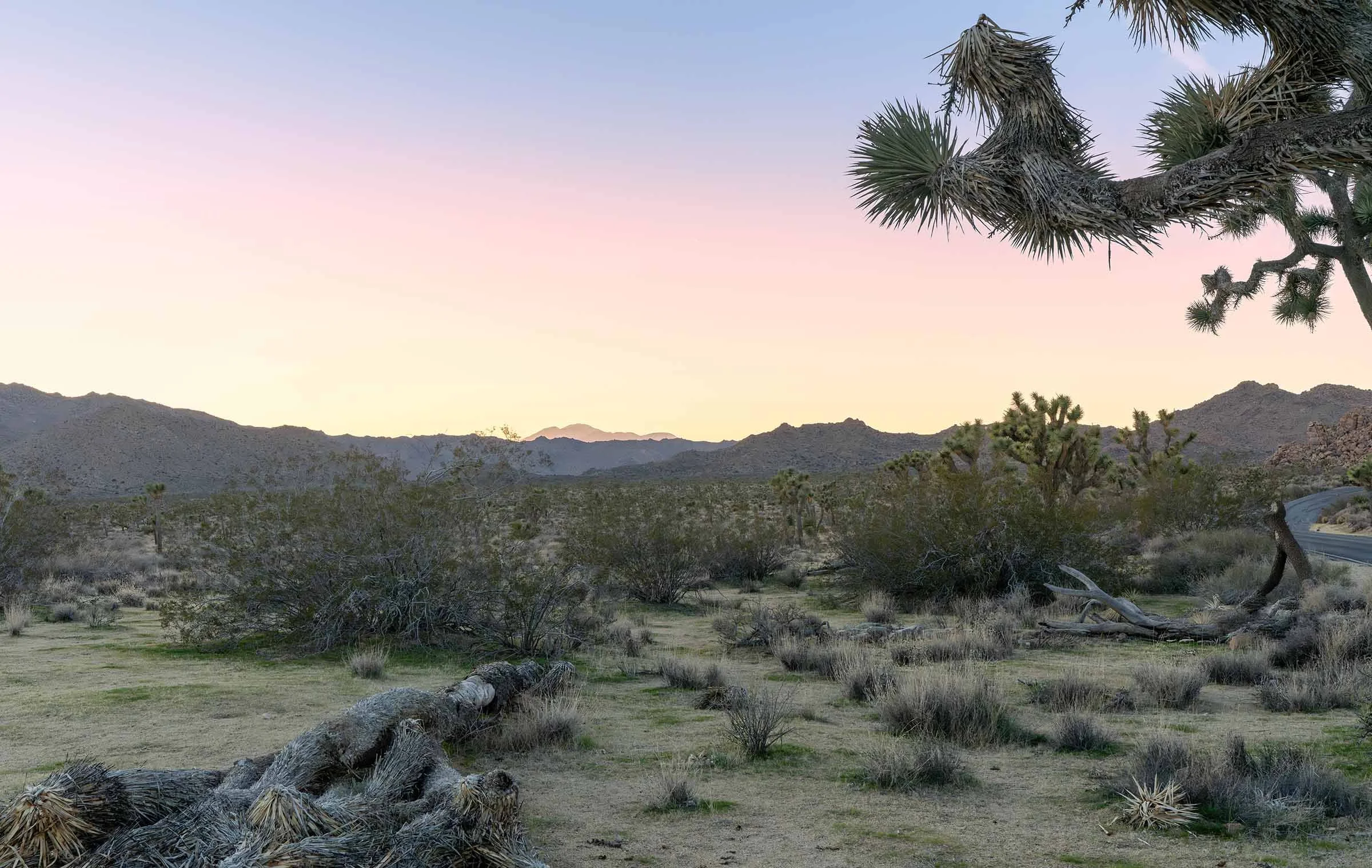 Evening In Joshua Tree NP-4 Smaller.jpg