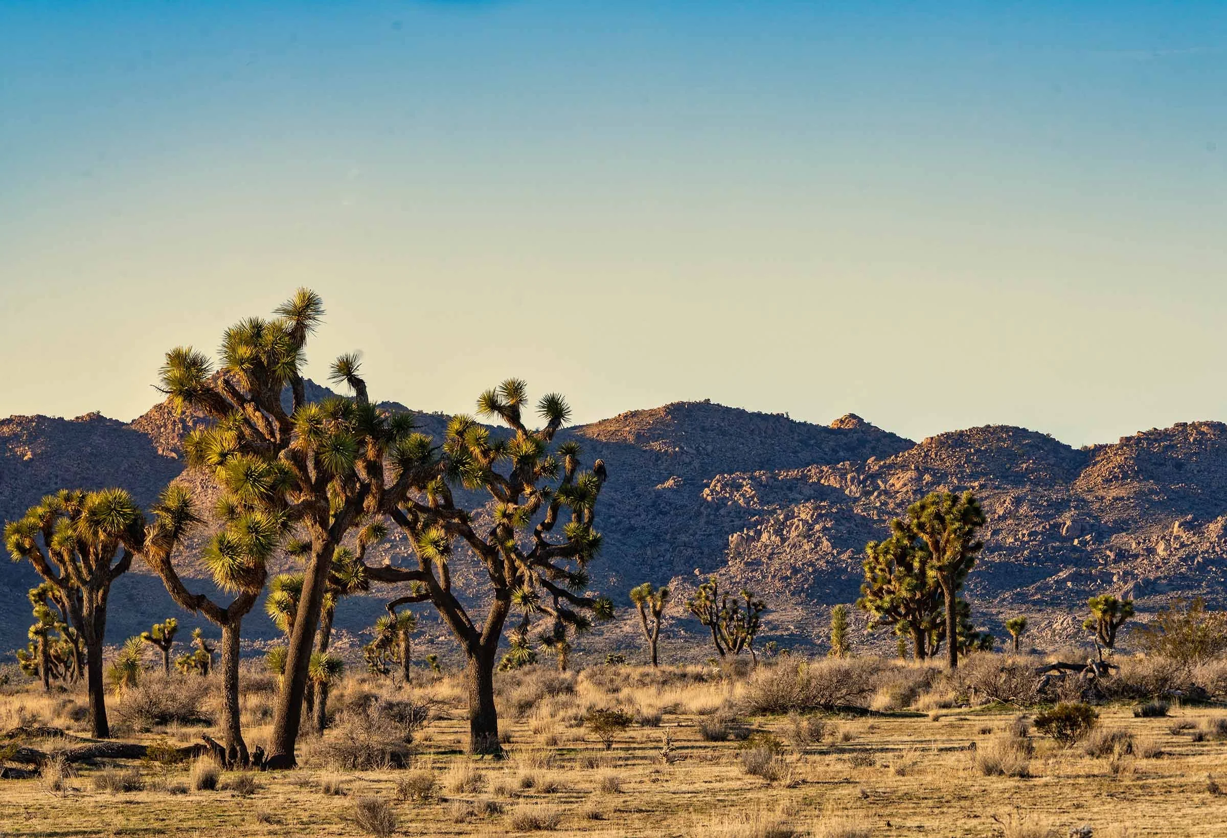 Evening In Joshua Tree NP-6 Smaller.jpg