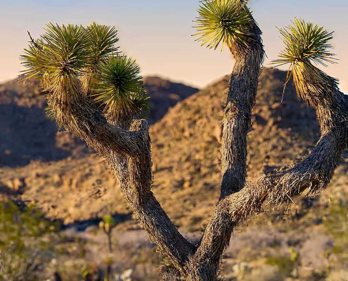 Evening In Joshua Tree NP-8v4 Smaller.jpg