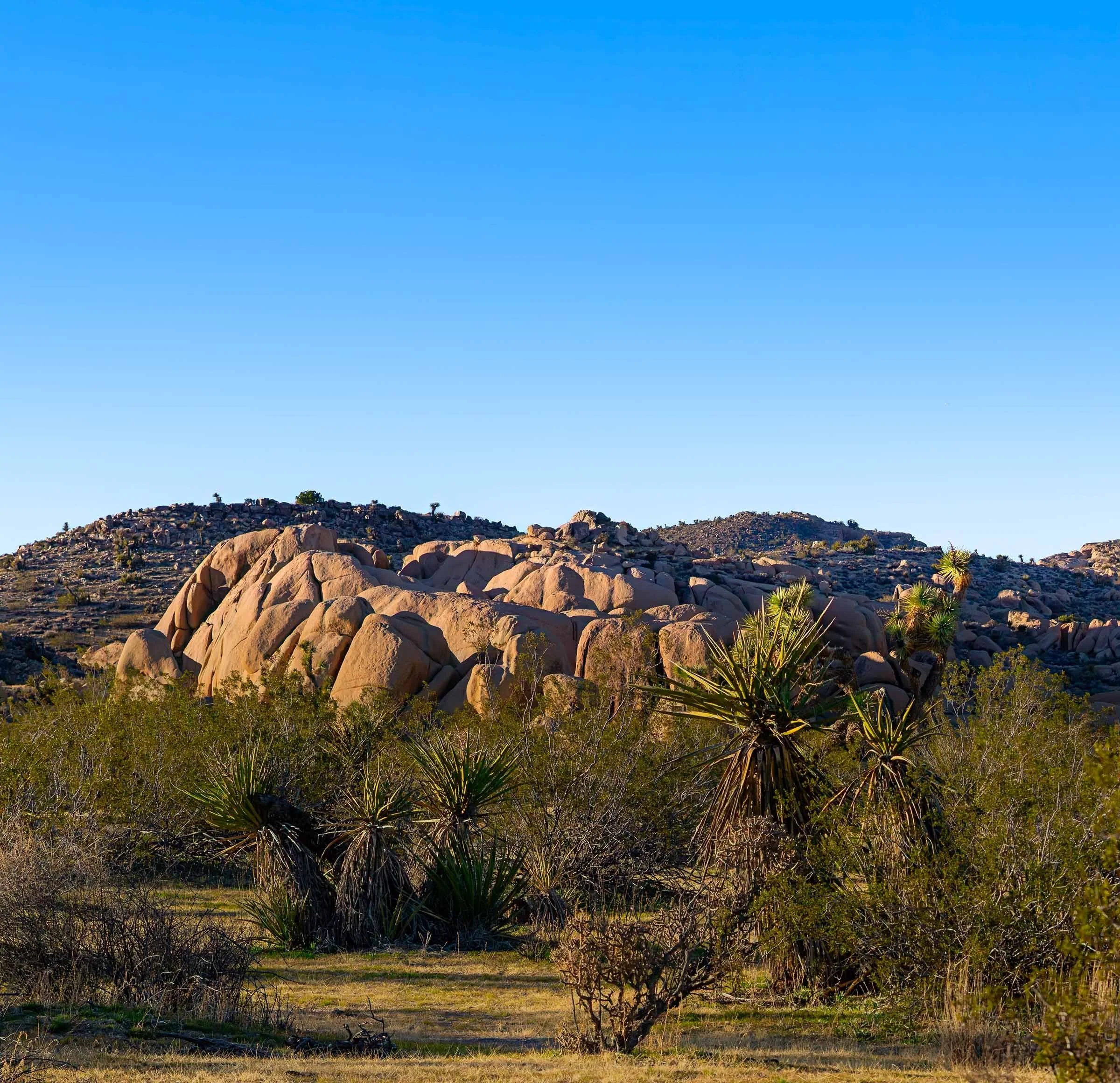 Evening In Joshua Tree NP-10 Smaller.jpg