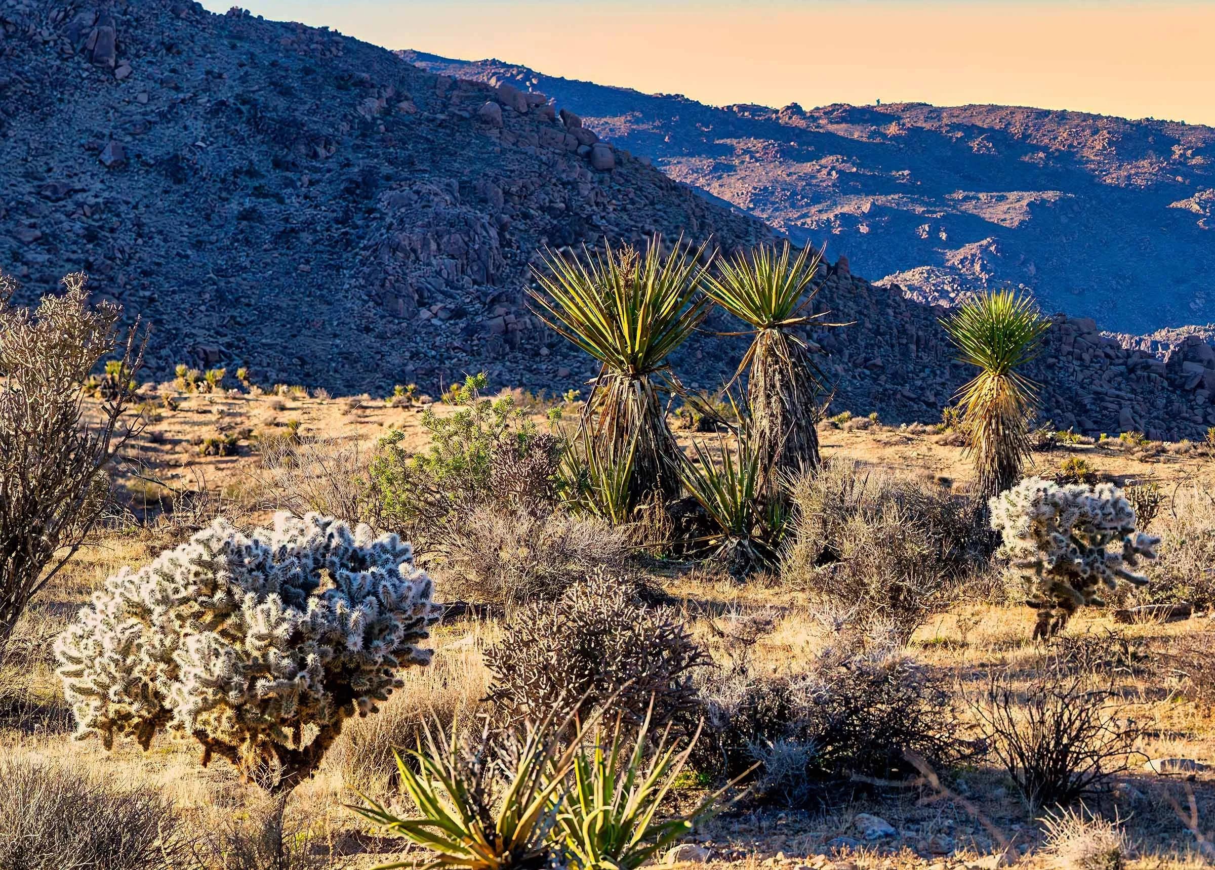 Evening In Joshua Tree NP-12 Smaller.jpg