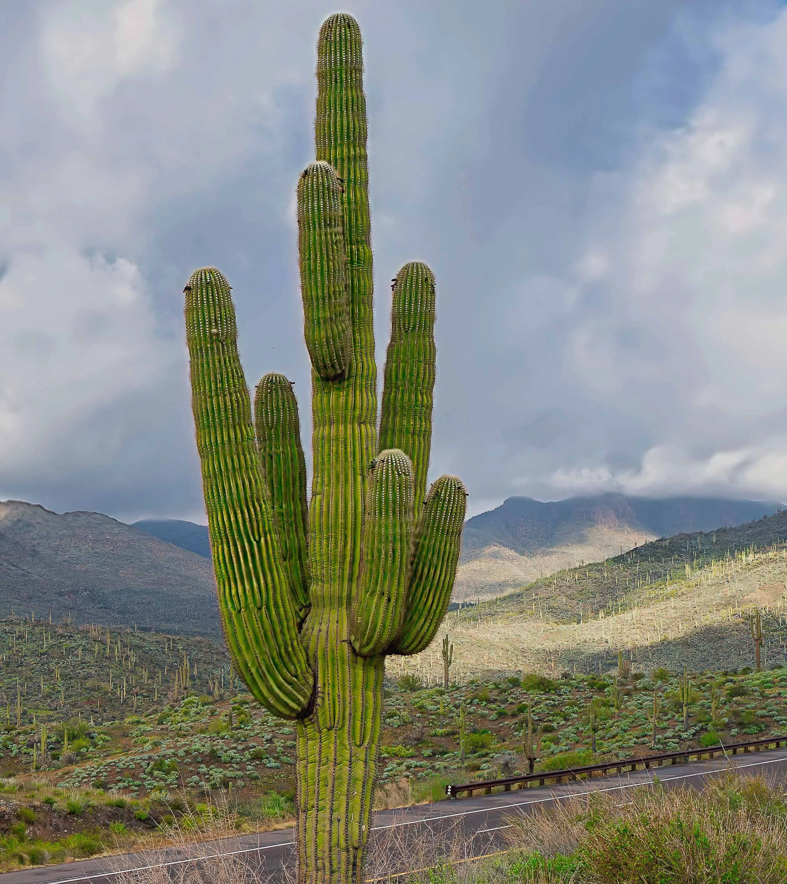 Desert to Forest: The Magic of the Beeline Highway