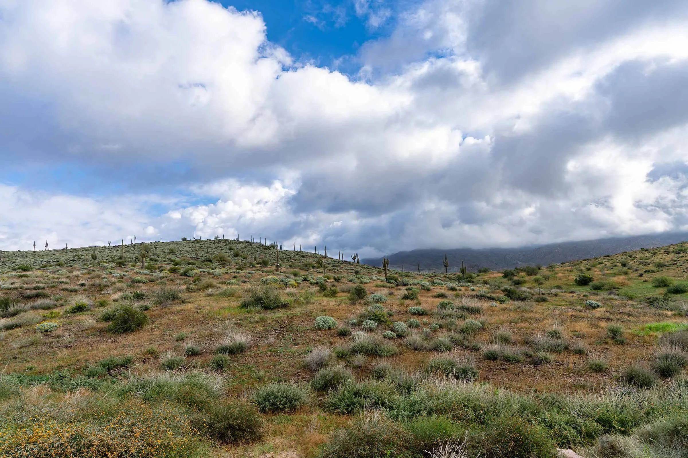 Bee Line Highway-2 smaller.jpg