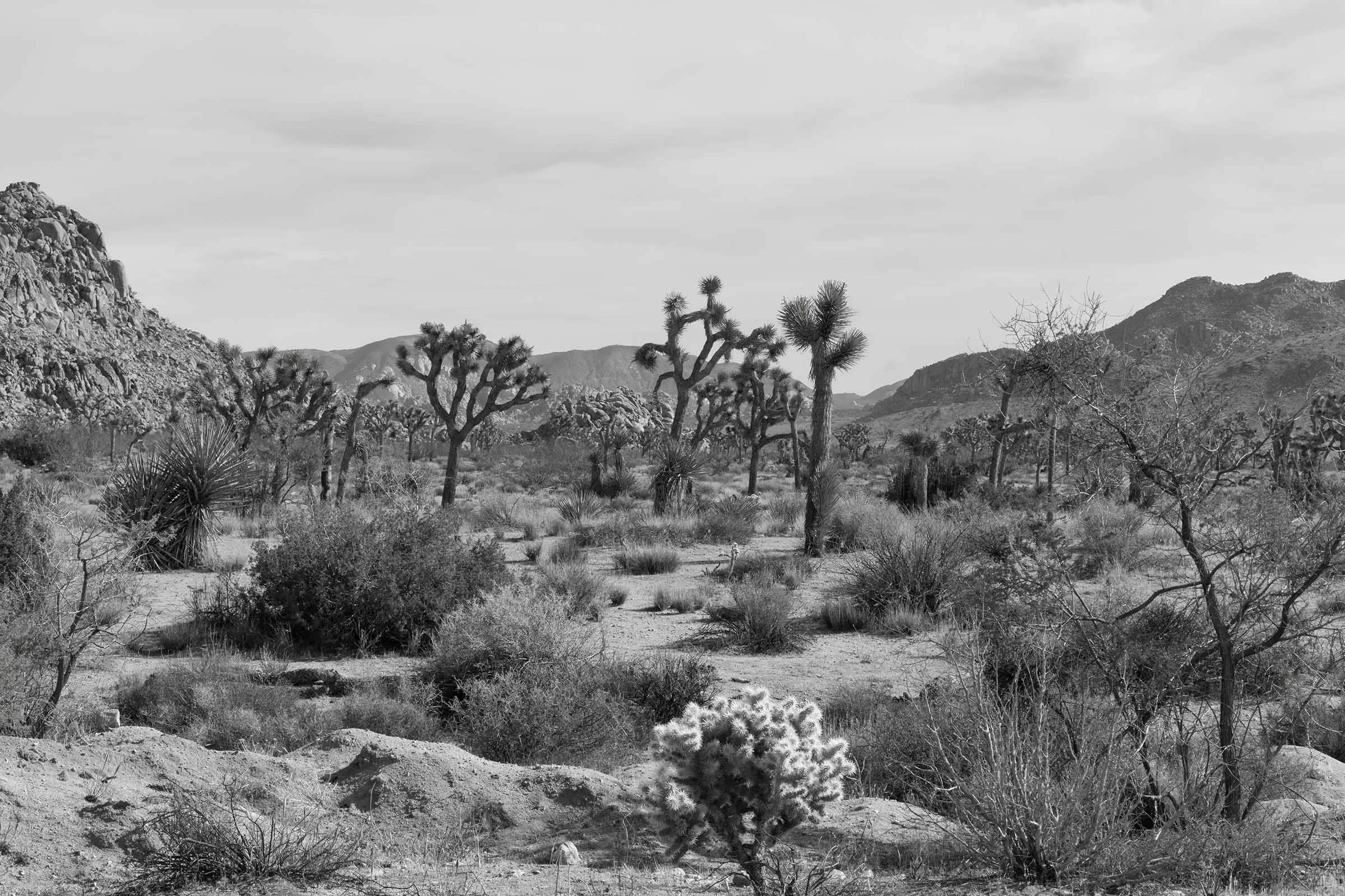 Timeless Silence: Joshua Tree in Monochrome