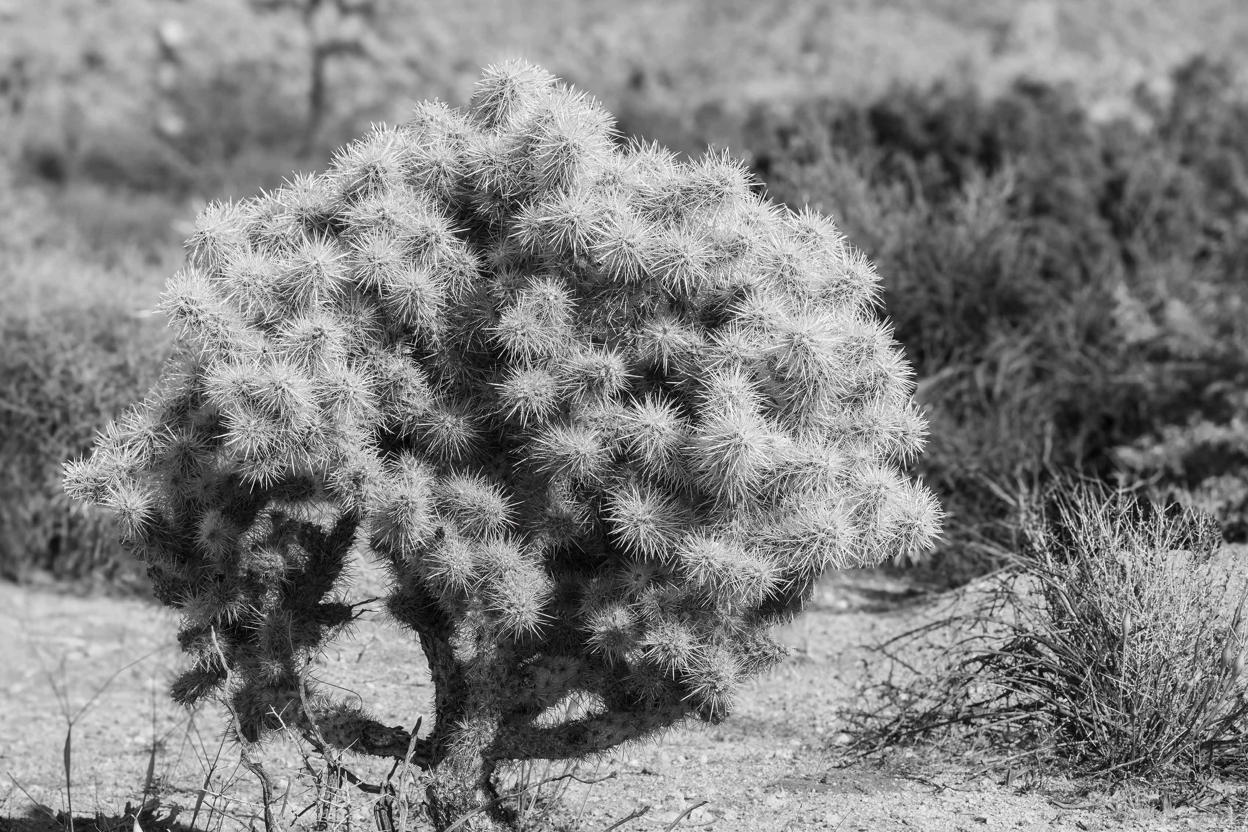 Joshua Tree in Black and White-2 smaller.jpg