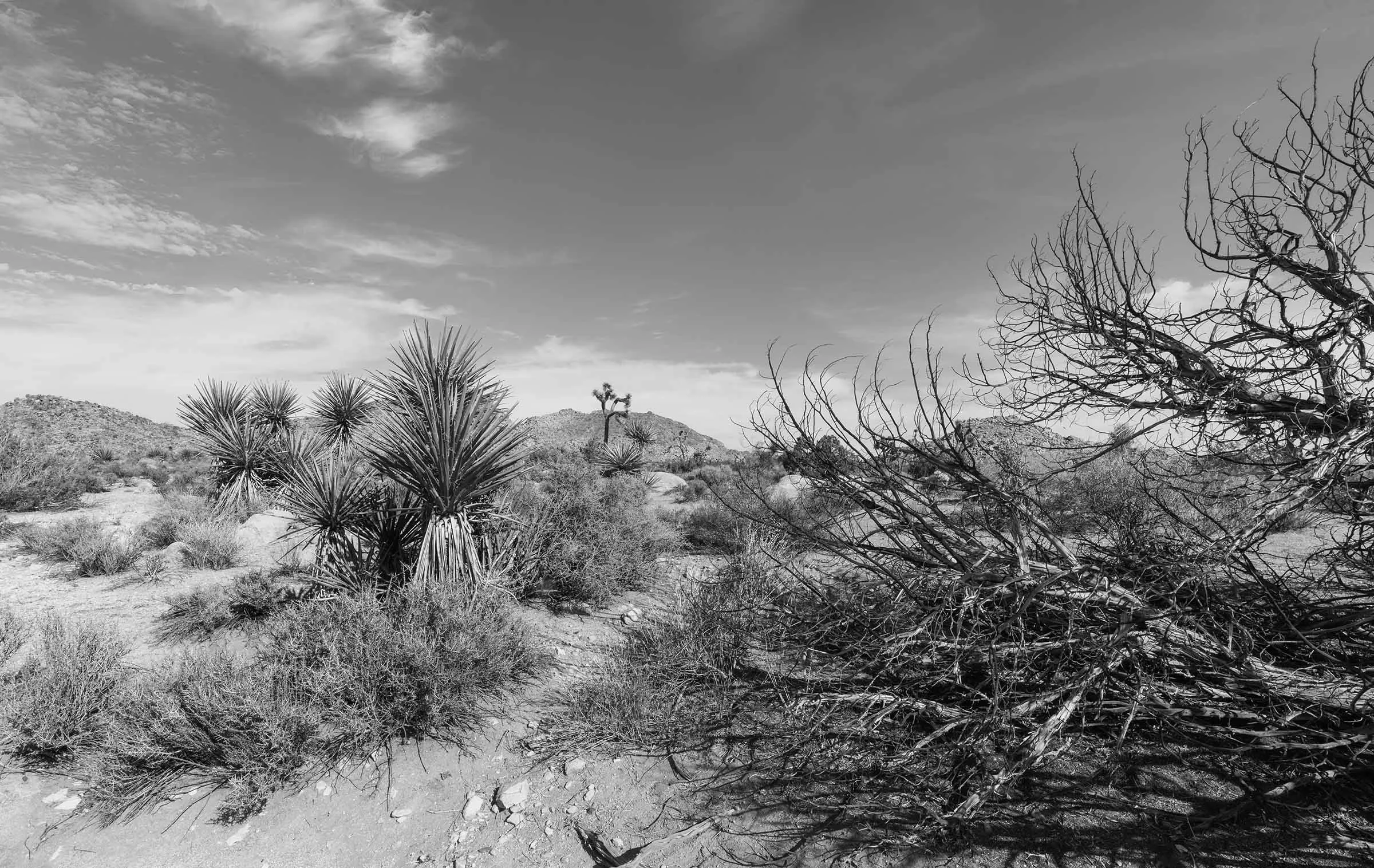 Joshua Tree in Black and White-4 smaller.jpg