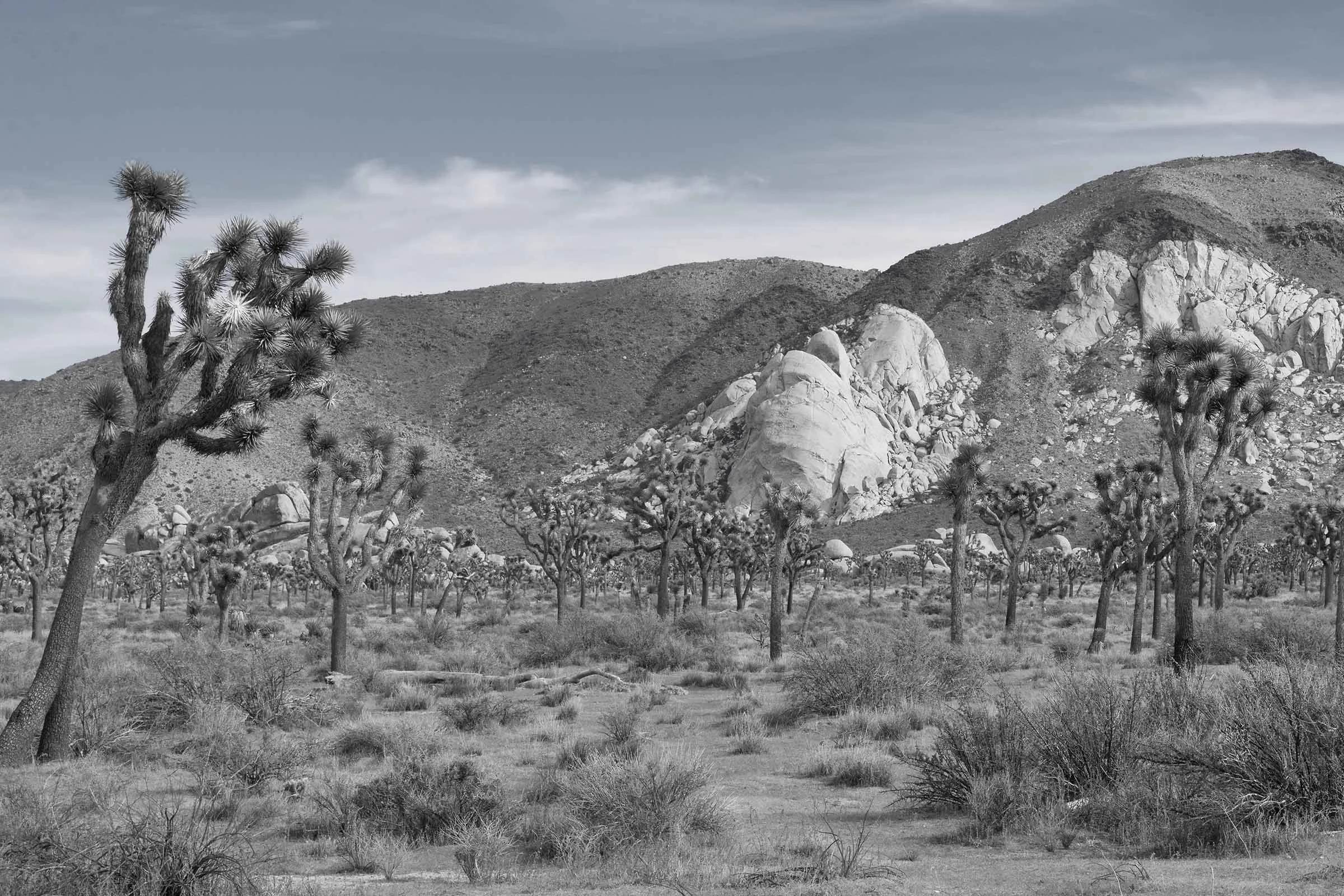 Joshua Tree in Black and White-5 smaller.jpg