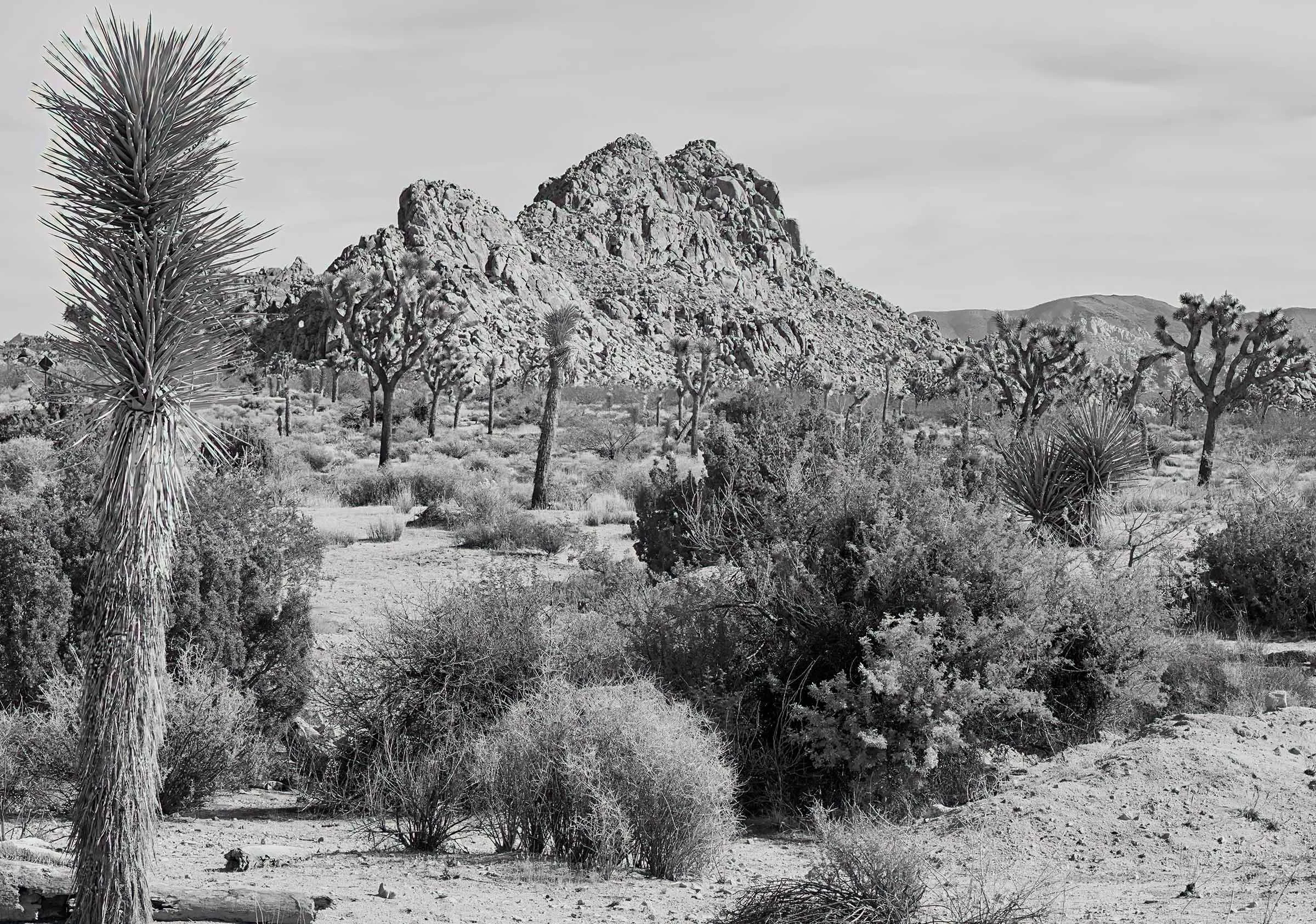 Joshua Tree in Black and White smaller.jpg