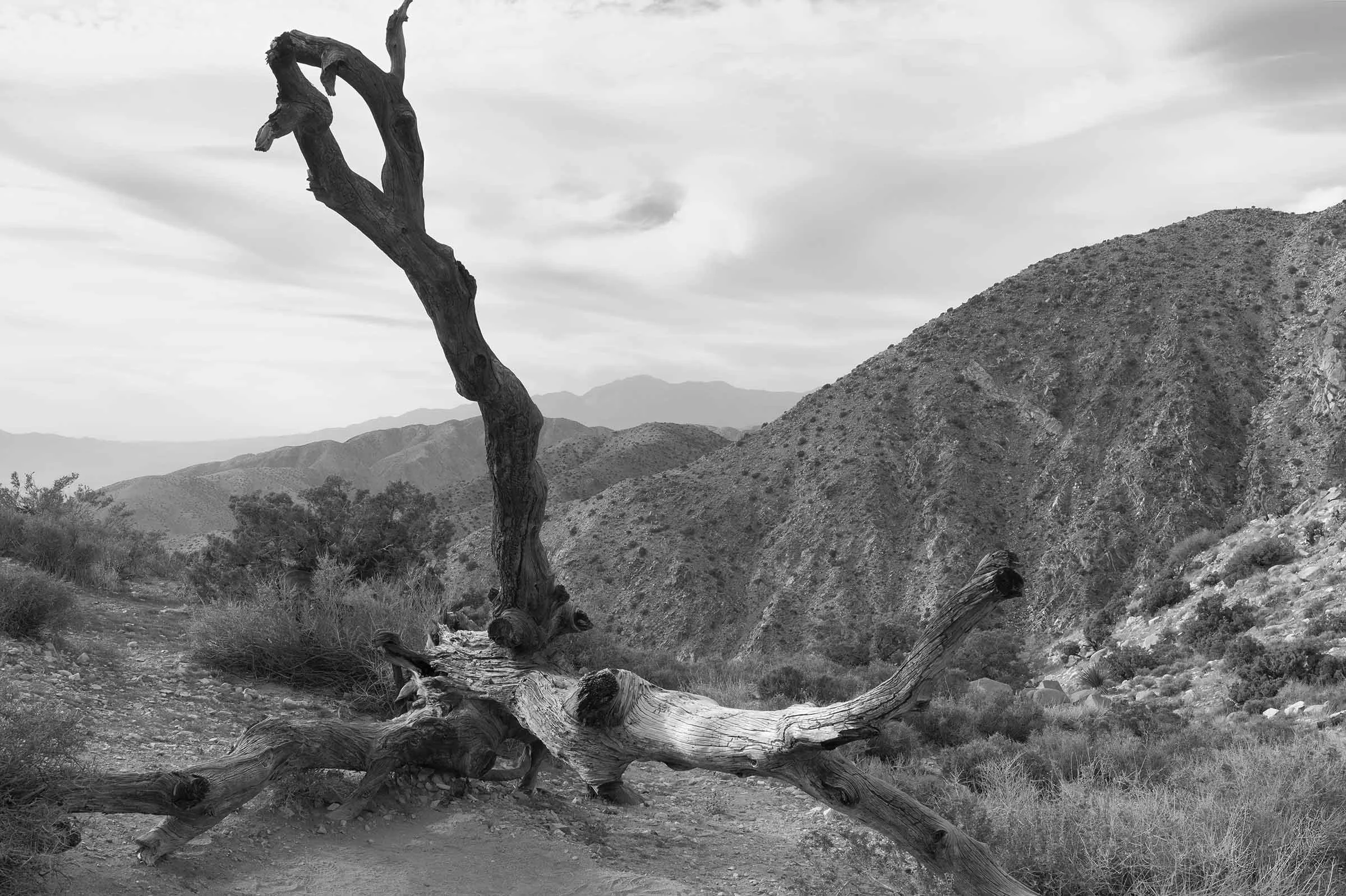 Joshua Tree in Black and White-6 smaller.jpg