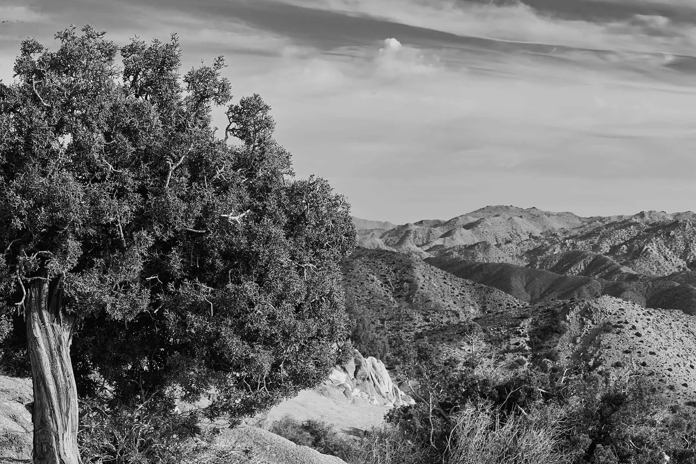Joshua Tree in Black and White-7 smaller.jpg