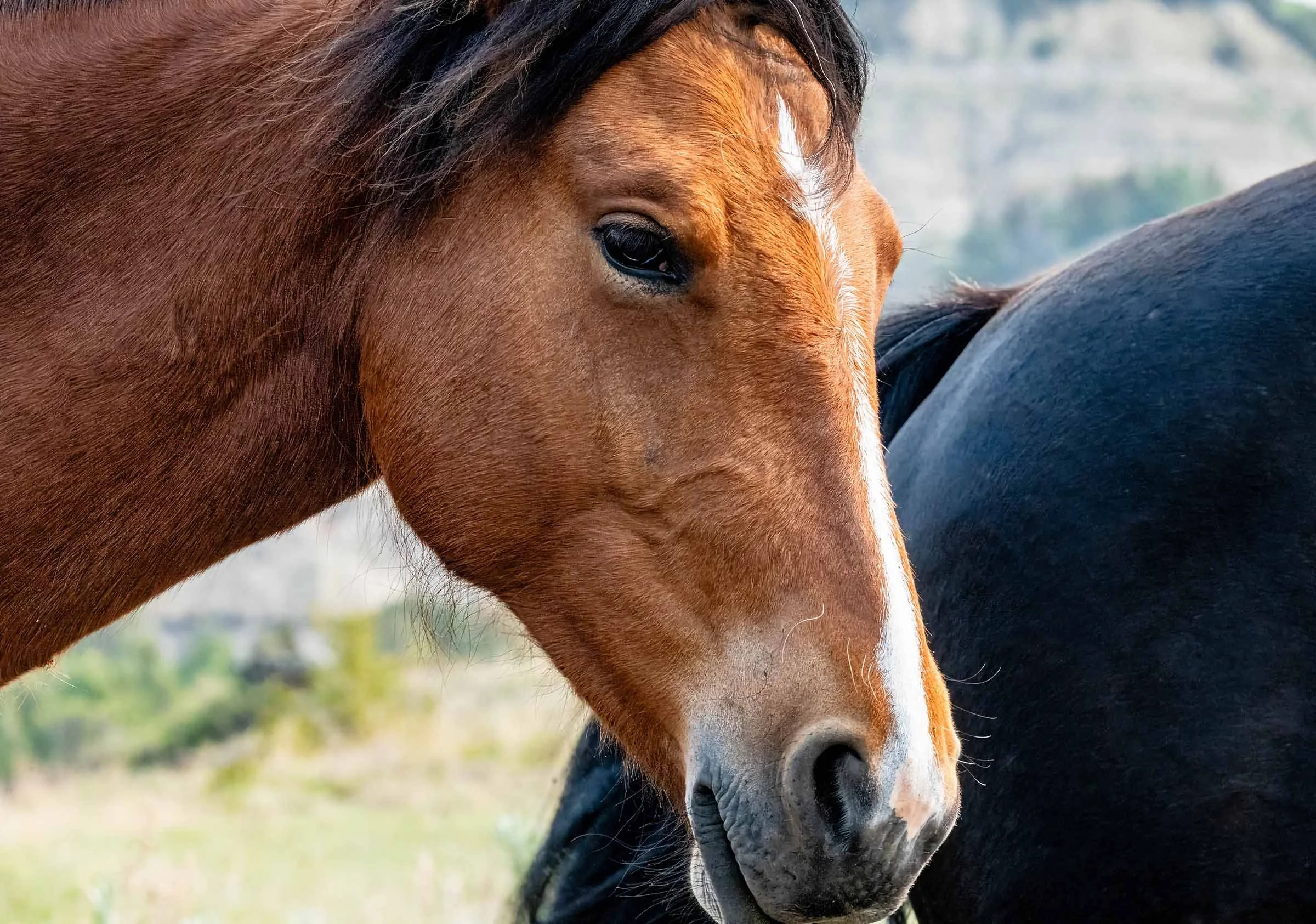 Teddy Roosevelt Reworked-4 smaller.jpg