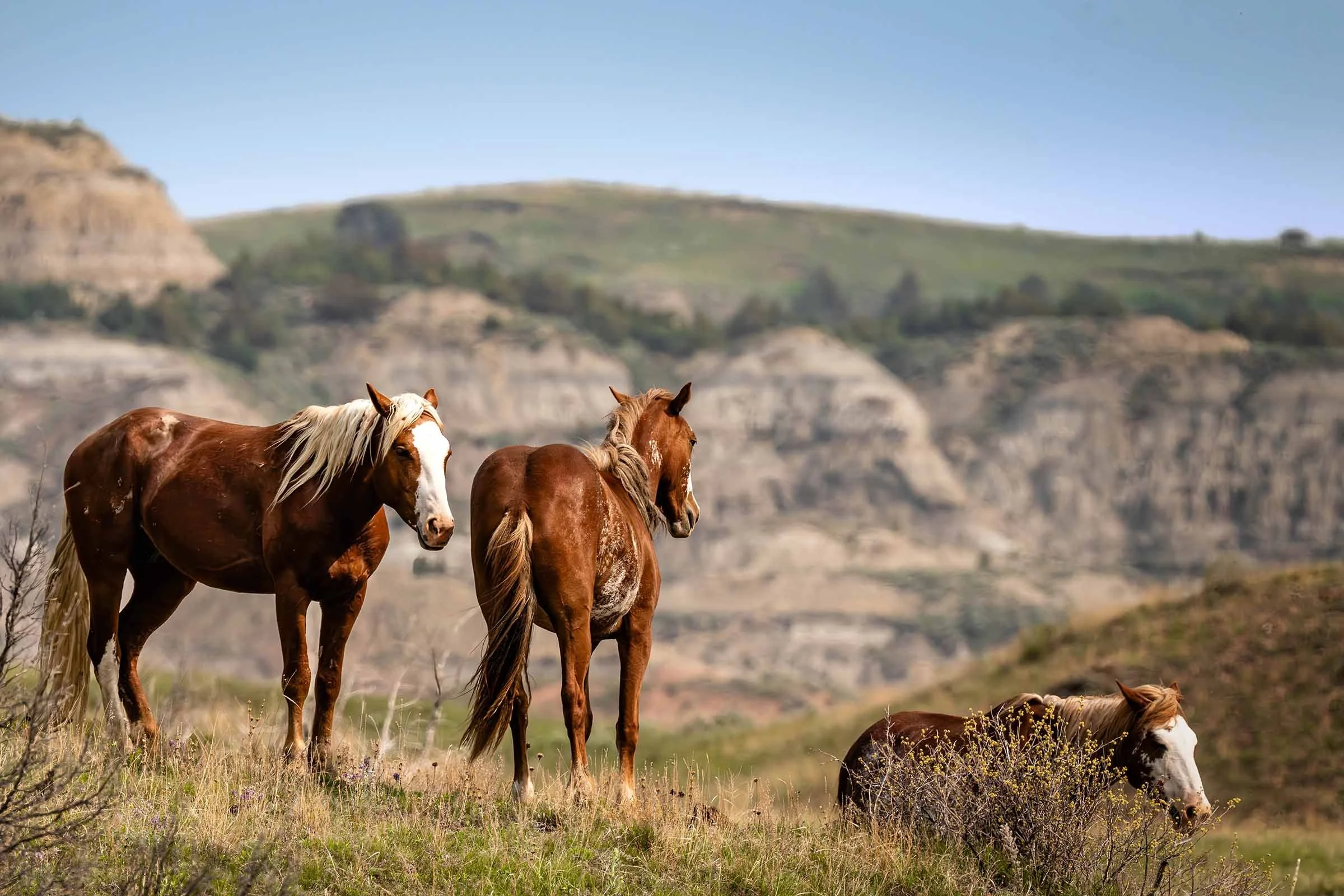 Teddy Roosevelt Reworked-9 smaller.jpg