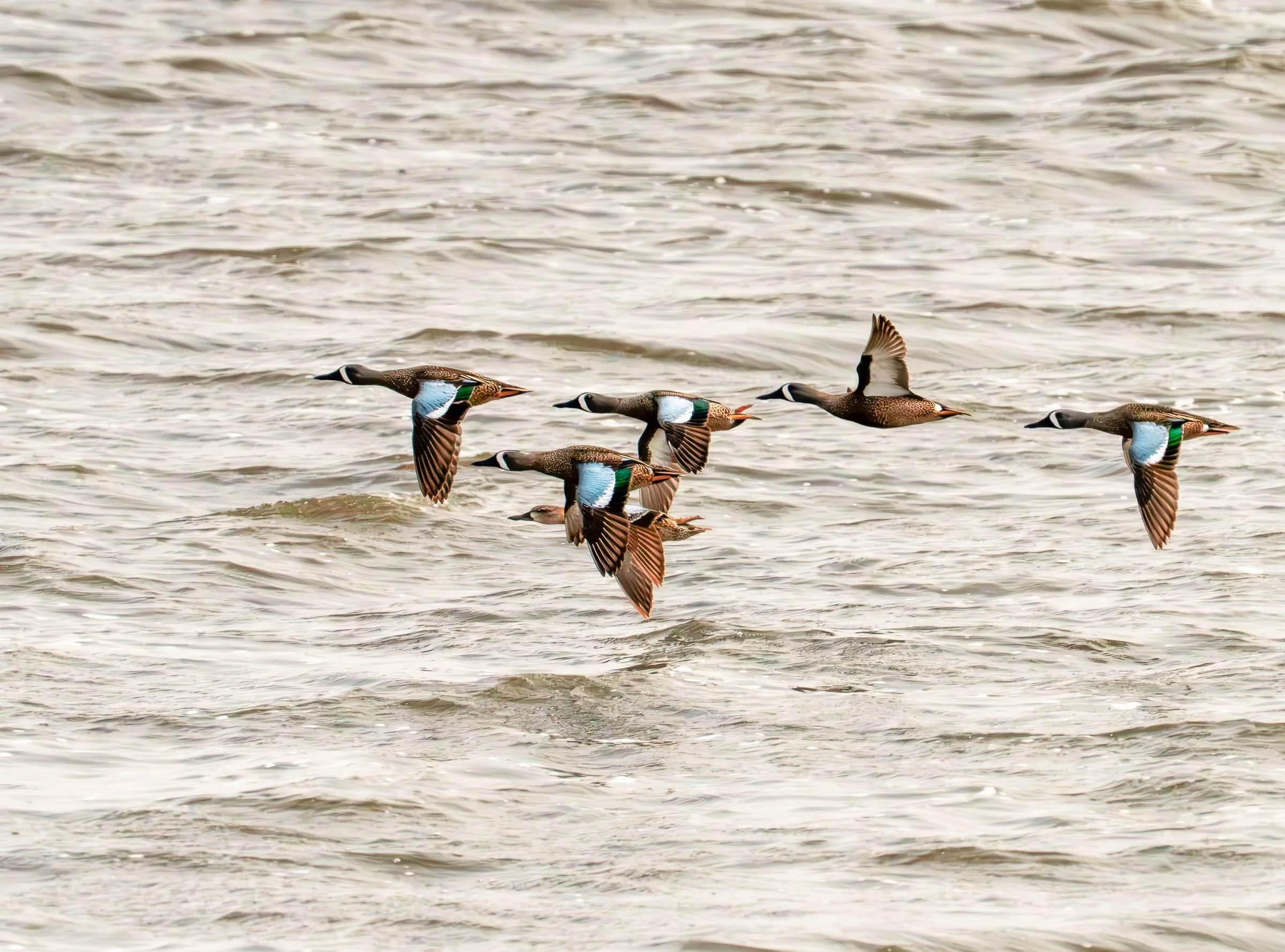 Blue Winged Teal Group in Flight Smaller.jpg