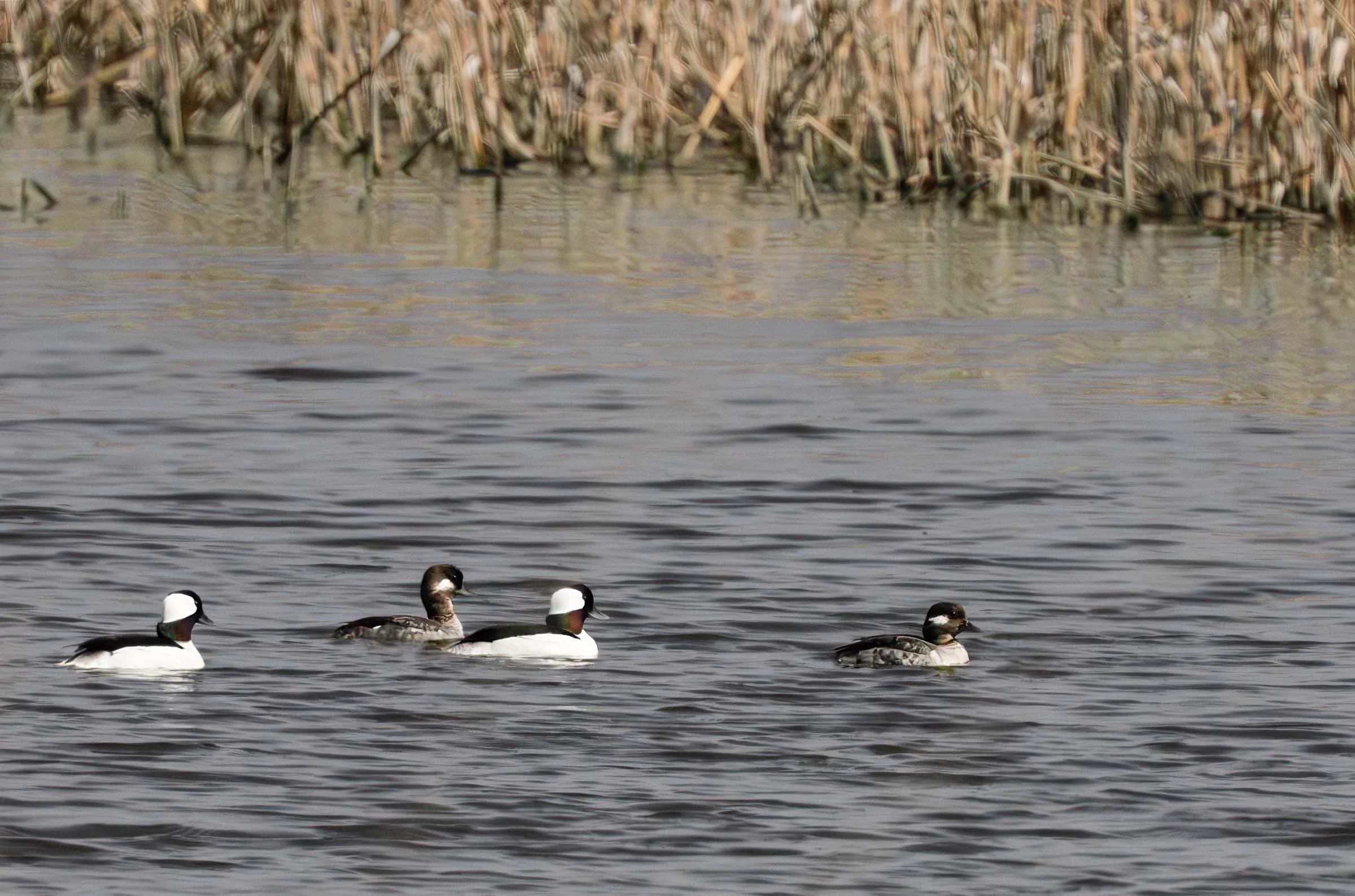Two Pair of Buffleheads Small.jpg