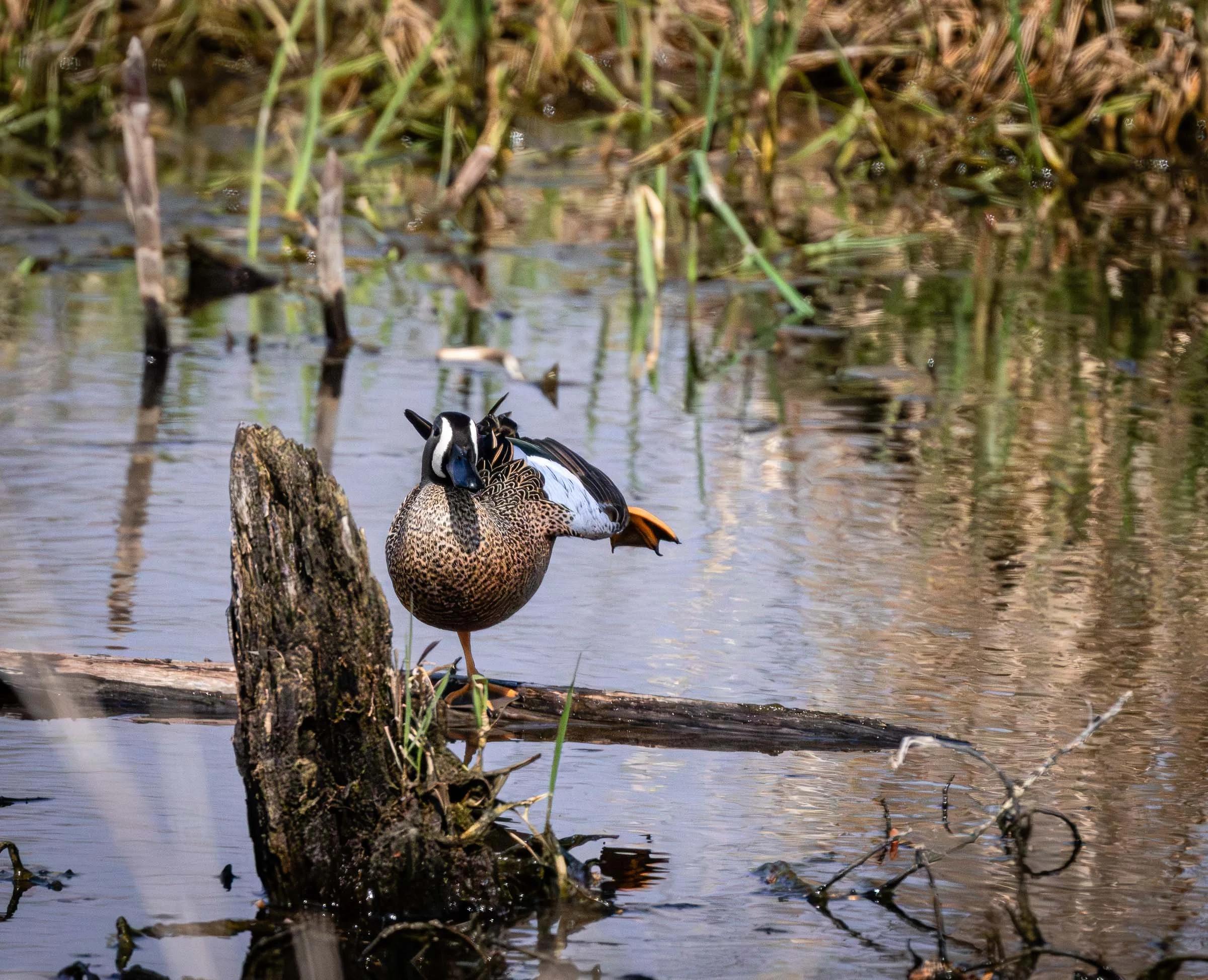 Balancing Blue Winged Teal Smaller.jpg