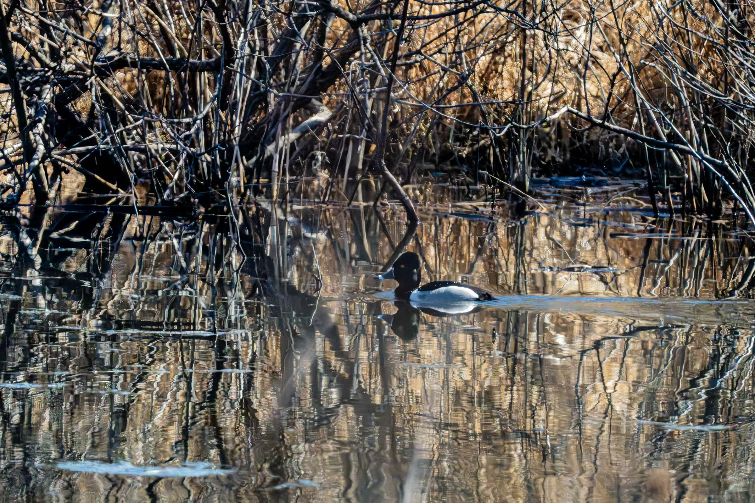 Ring Necked Duck w Reflection Smaller.jpg