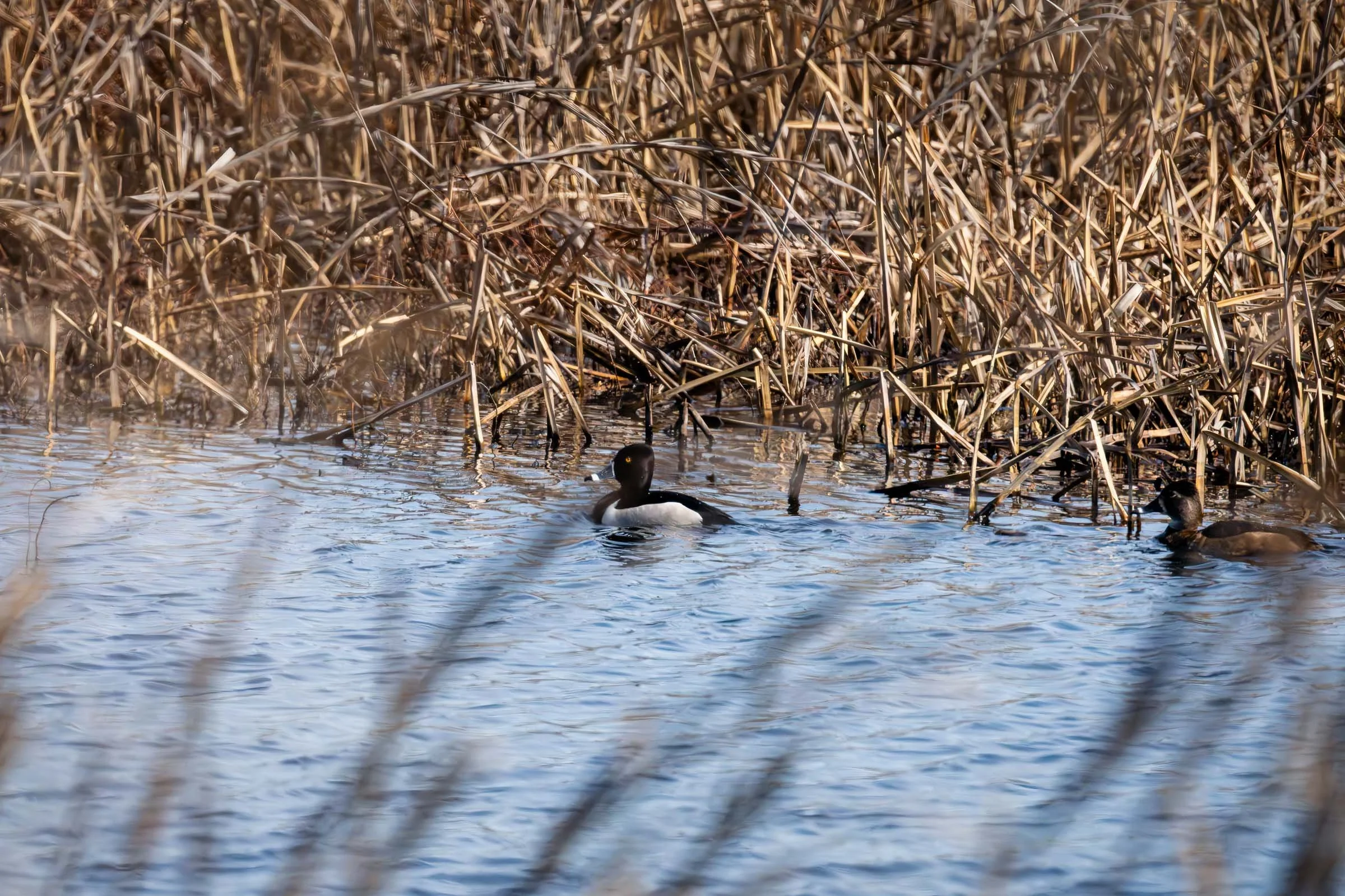 Ring Necked Duck Couple Smaller.jpg