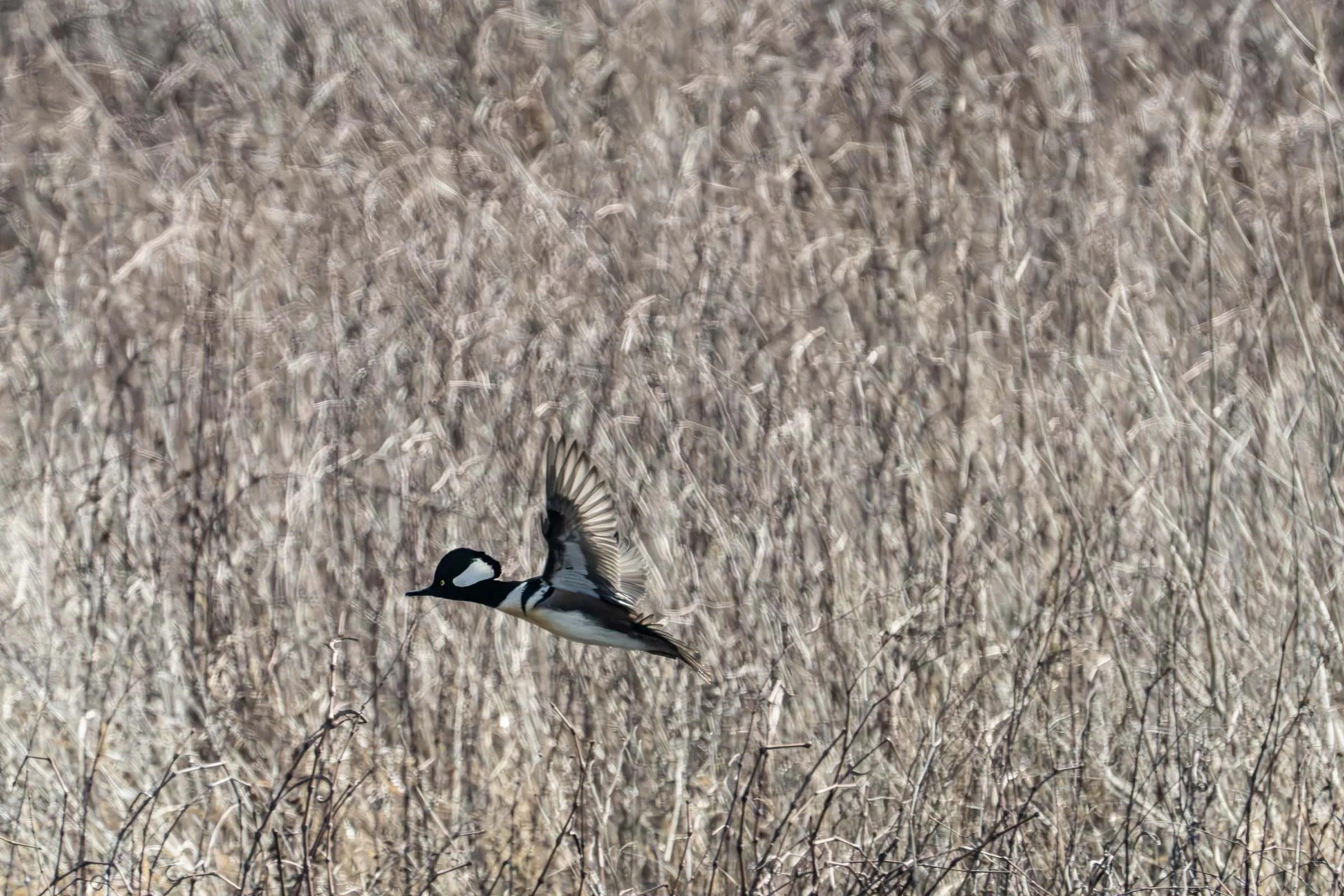 Merganser In Flight Small.jpg
